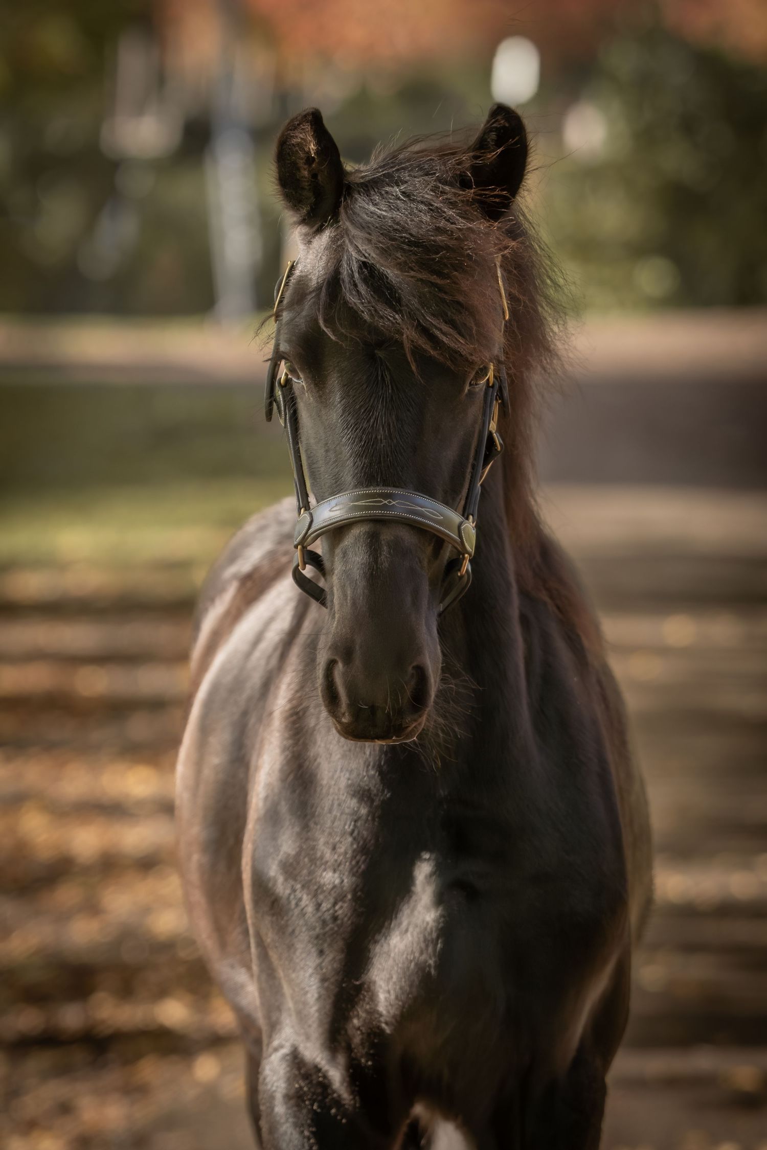 A dark brown pony with a flowing mane stands in a wooded area with autumn leaves scattered on the ground.