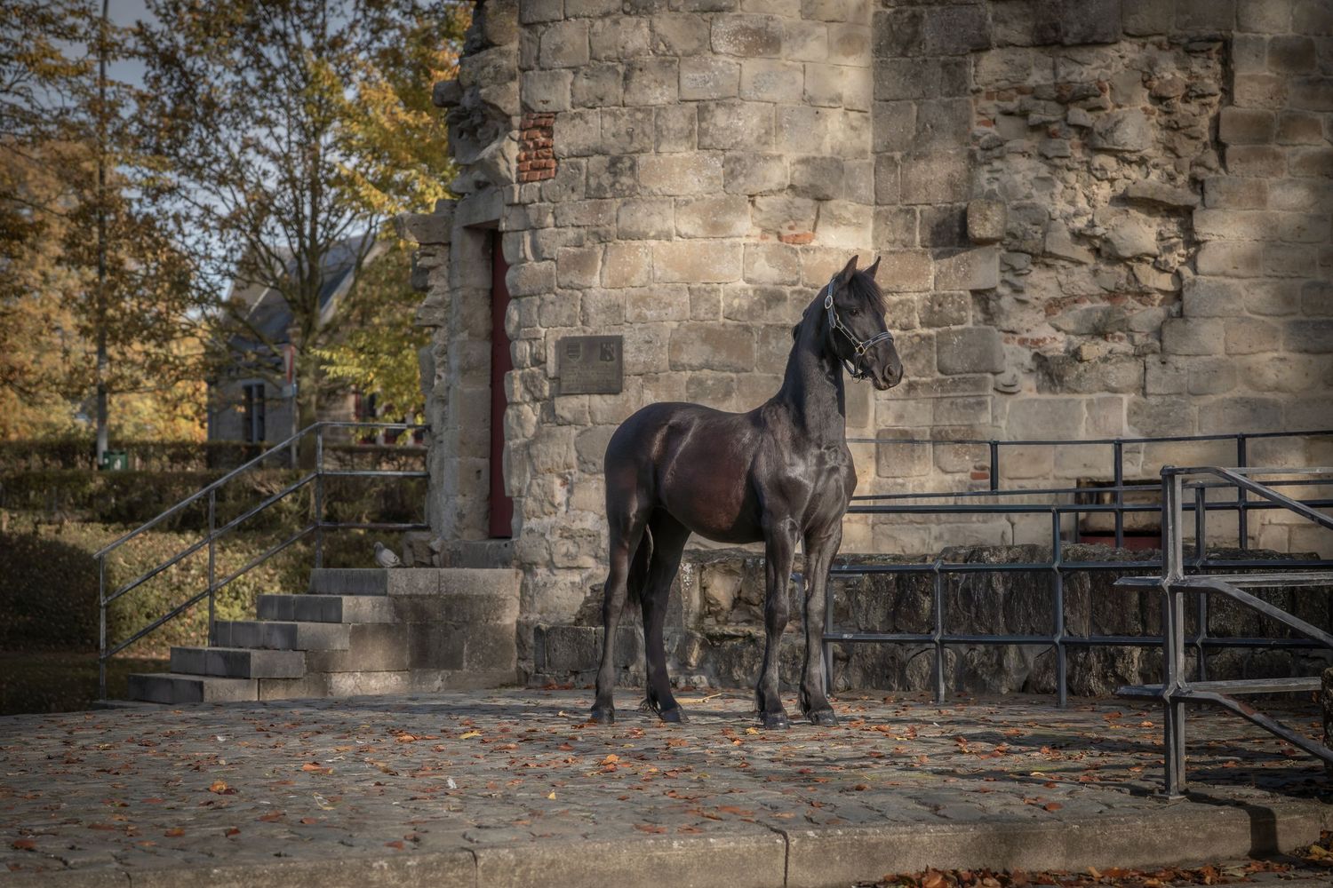 A dark horse stands in front of a stone wall while autumn leaves scatter on the ground in natural lighting.