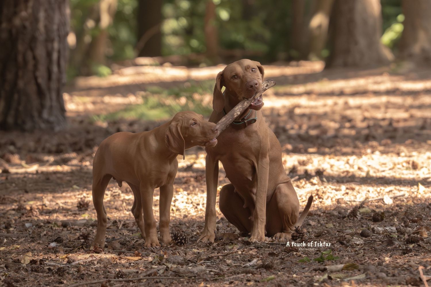 Two brown pit bull type dogs interact playfully on a forest path covered in fallen leaves.