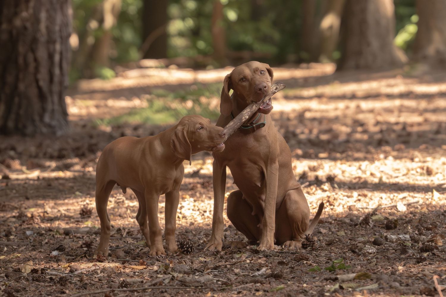 Two Vizsla dogs run and play together in a sunlit wooded area covered in autumn leaves.