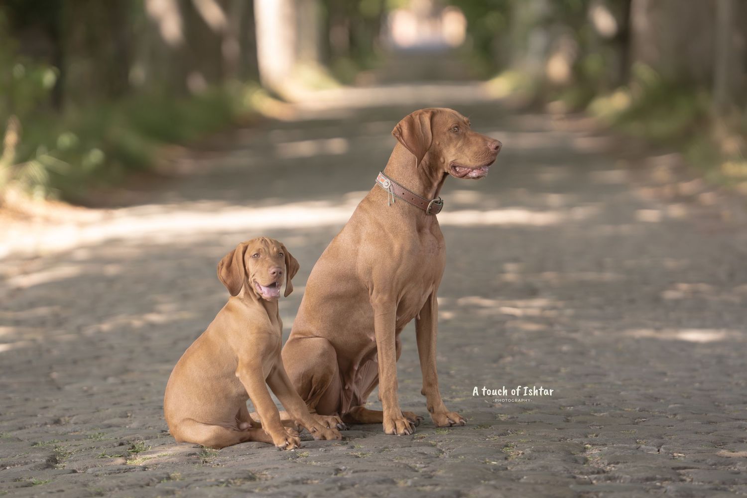 A brown pit bull dog sits attentively on a cobblestone path in dappled sunlight.