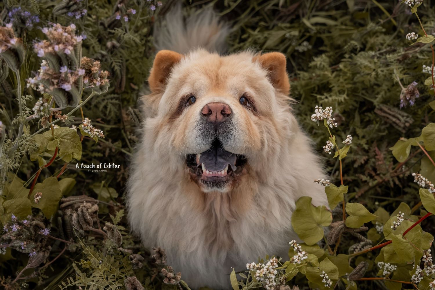 A fluffy chow chow dog with a lion-like mane poses in a garden setting with blooming flowers in the background.