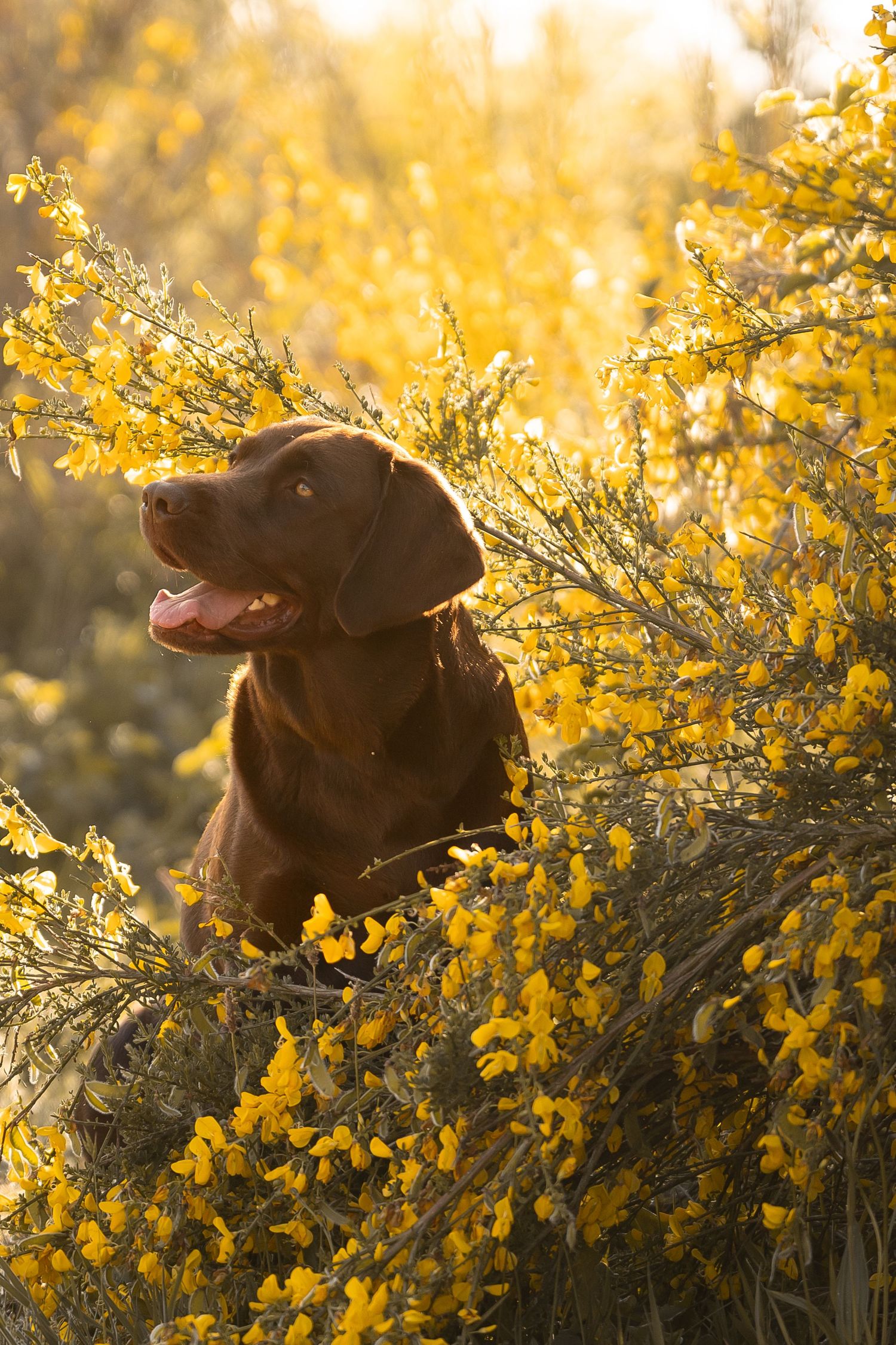 Chocolate Labrador dog sitting among blooming yellow forsythia bushes in golden sunlight.