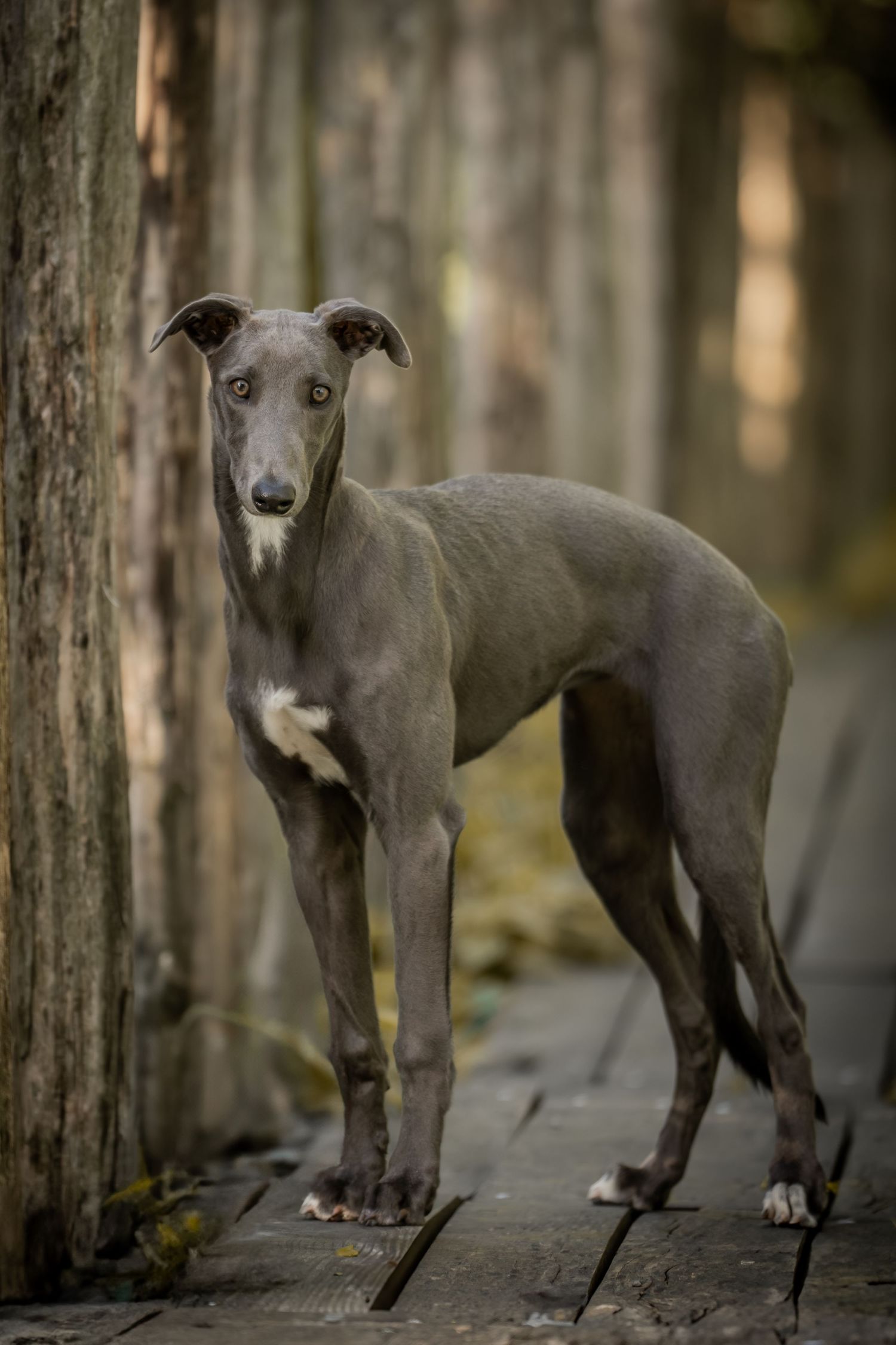 A sleek grey Italian Greyhound dog stands on wooden planks in a moody forest setting with soft bokeh background.