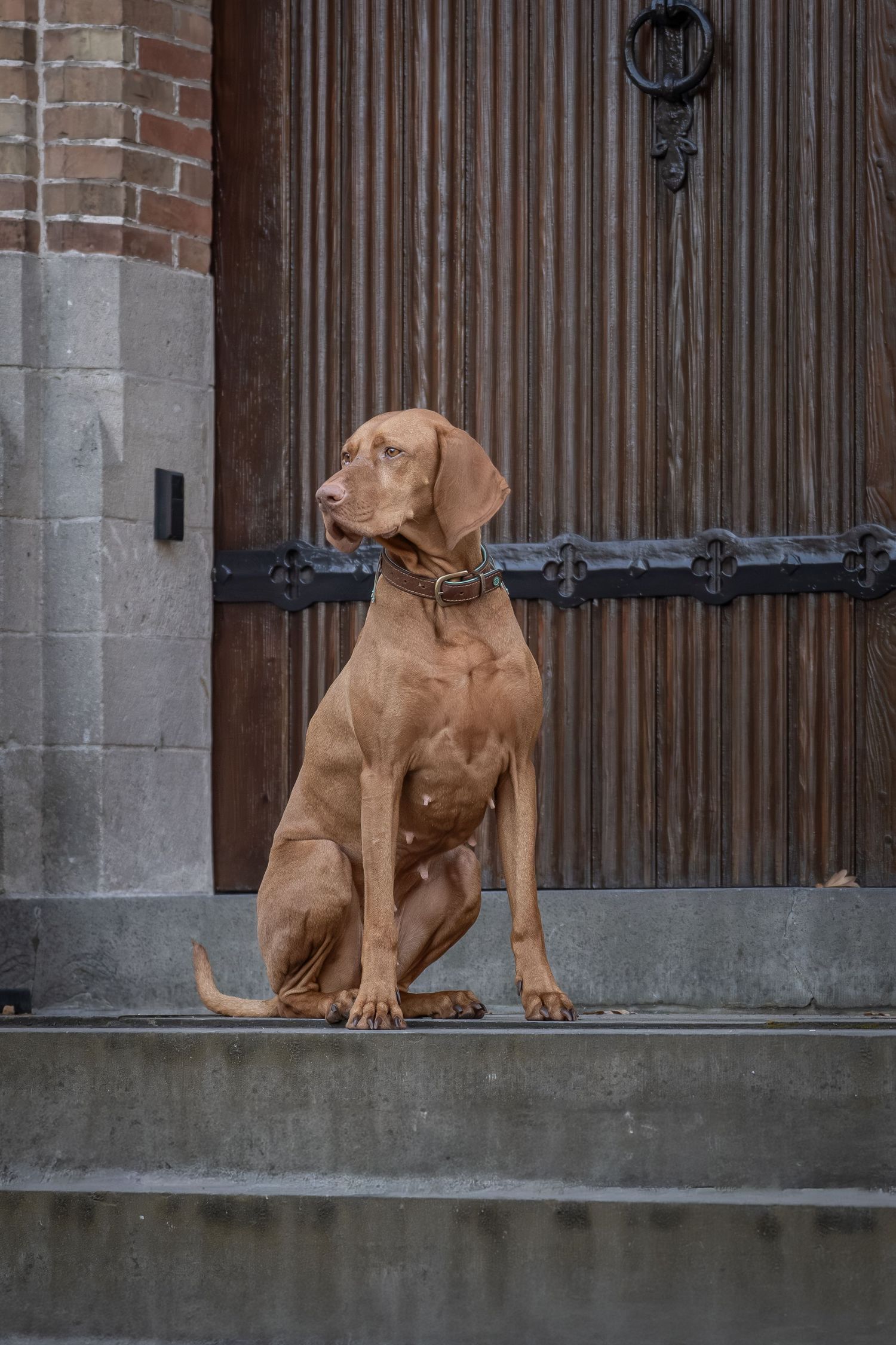 A brown Vizsla puppy sits on stone steps in front of a wooden door with iron hardware.