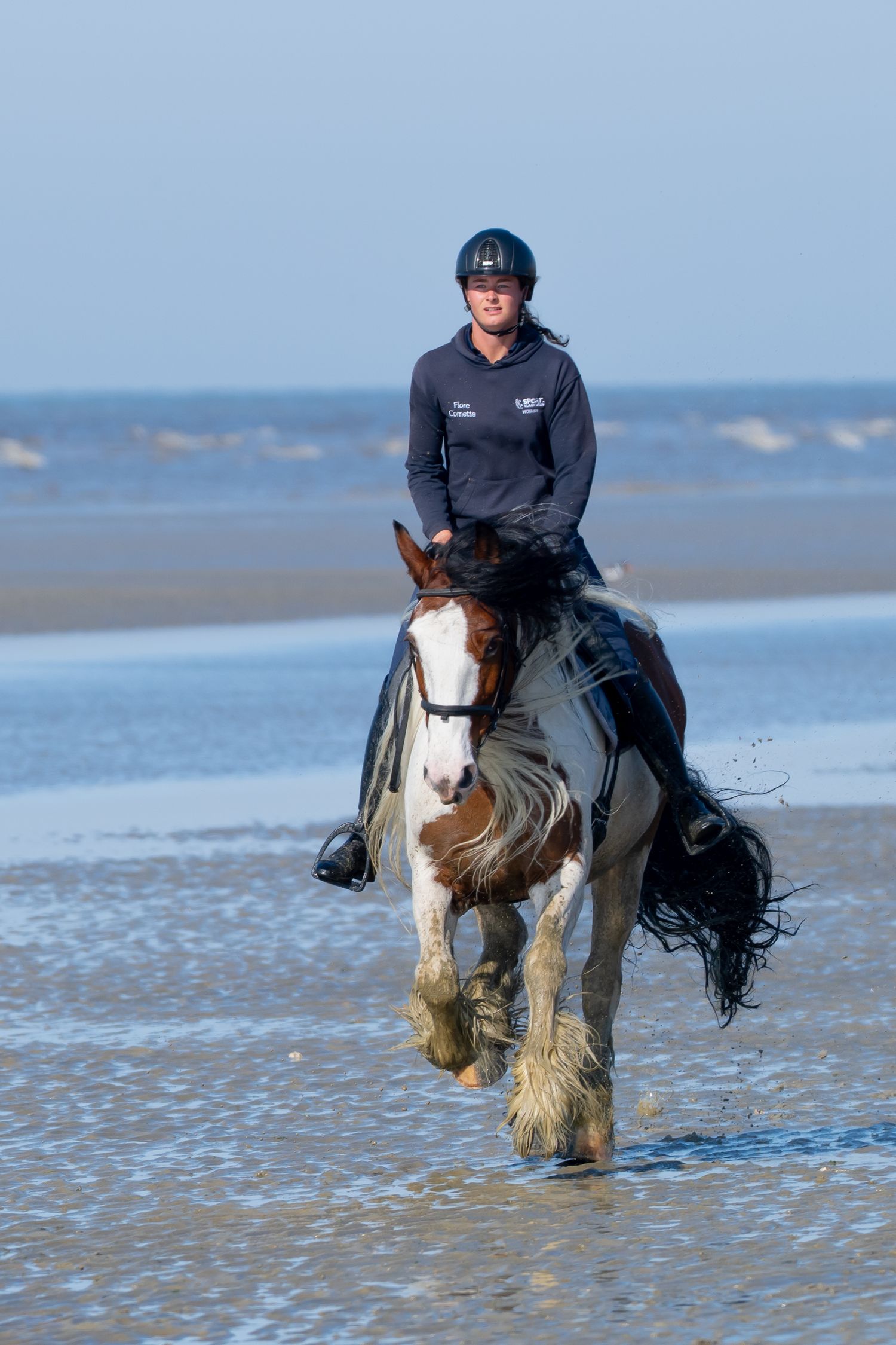 A rider guides a majestic paint horse with feathered feet through shallow ocean waters.