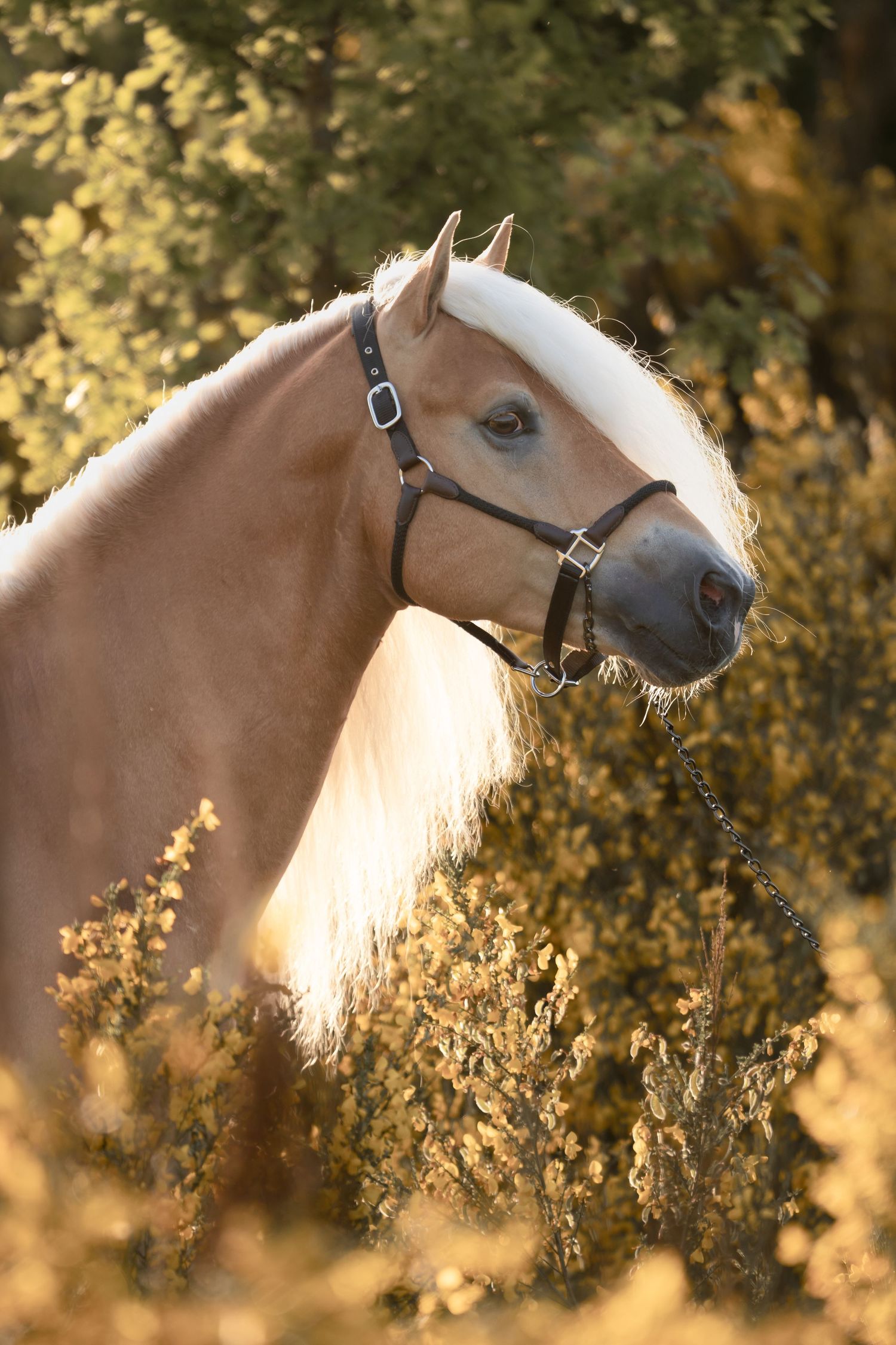 Elegant palomino horse with flowing white mane poses in golden sunlit field.