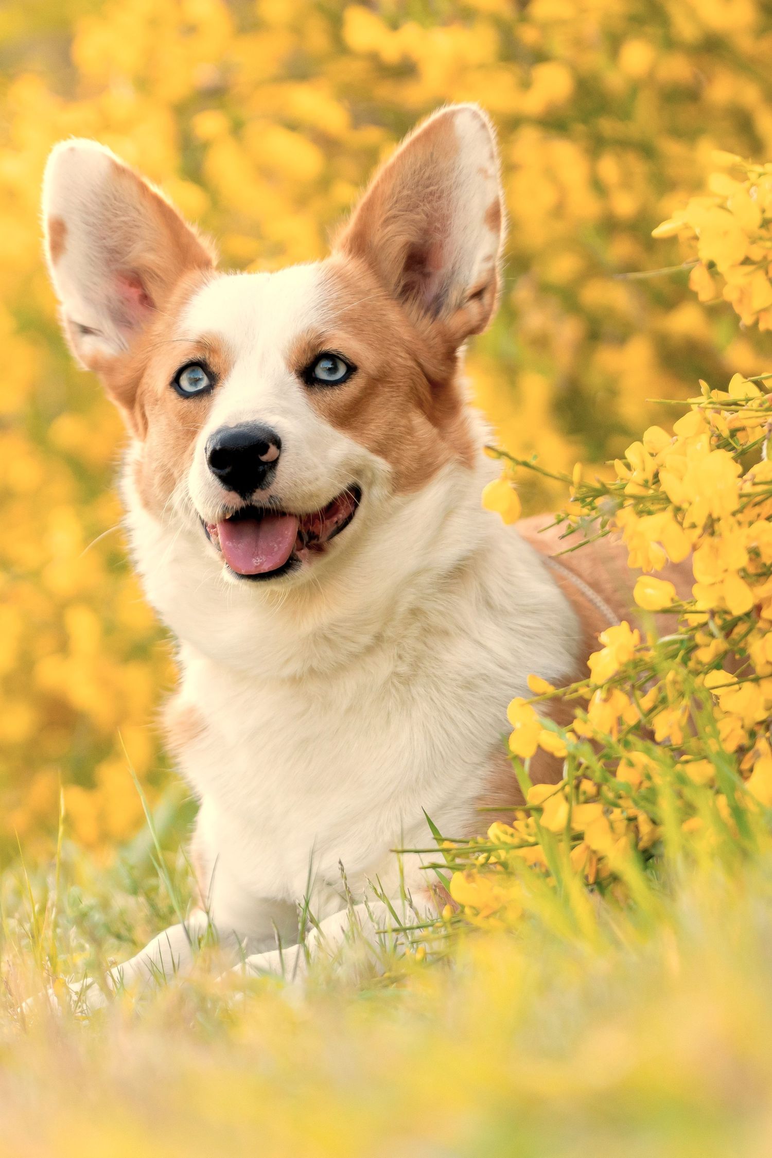 Happy Corgi dog smiling with bright blue eyes against vibrant yellow autumn foliage background.