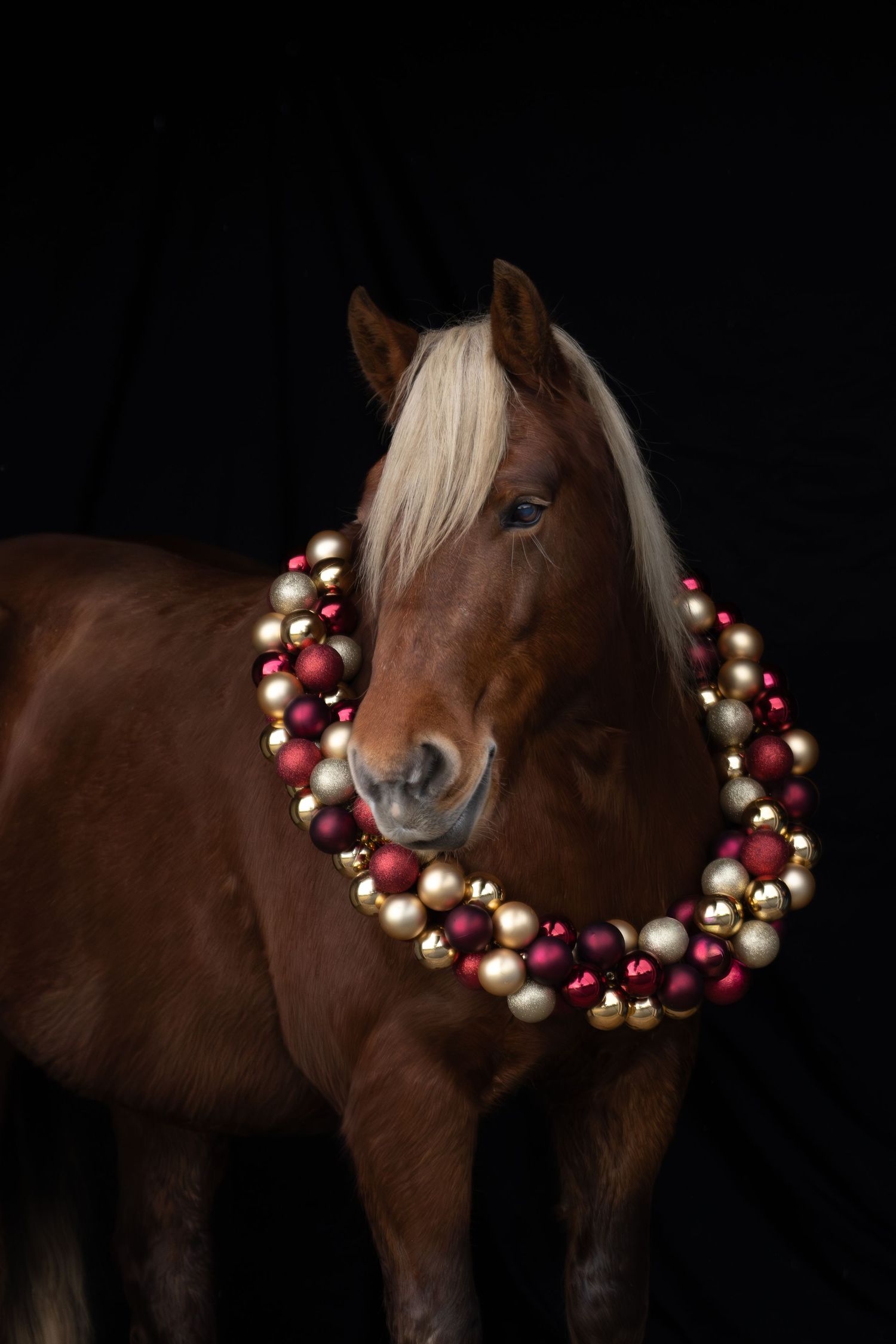 A brown horse wearing a festive red and white Christmas ornament necklace against a dark background.