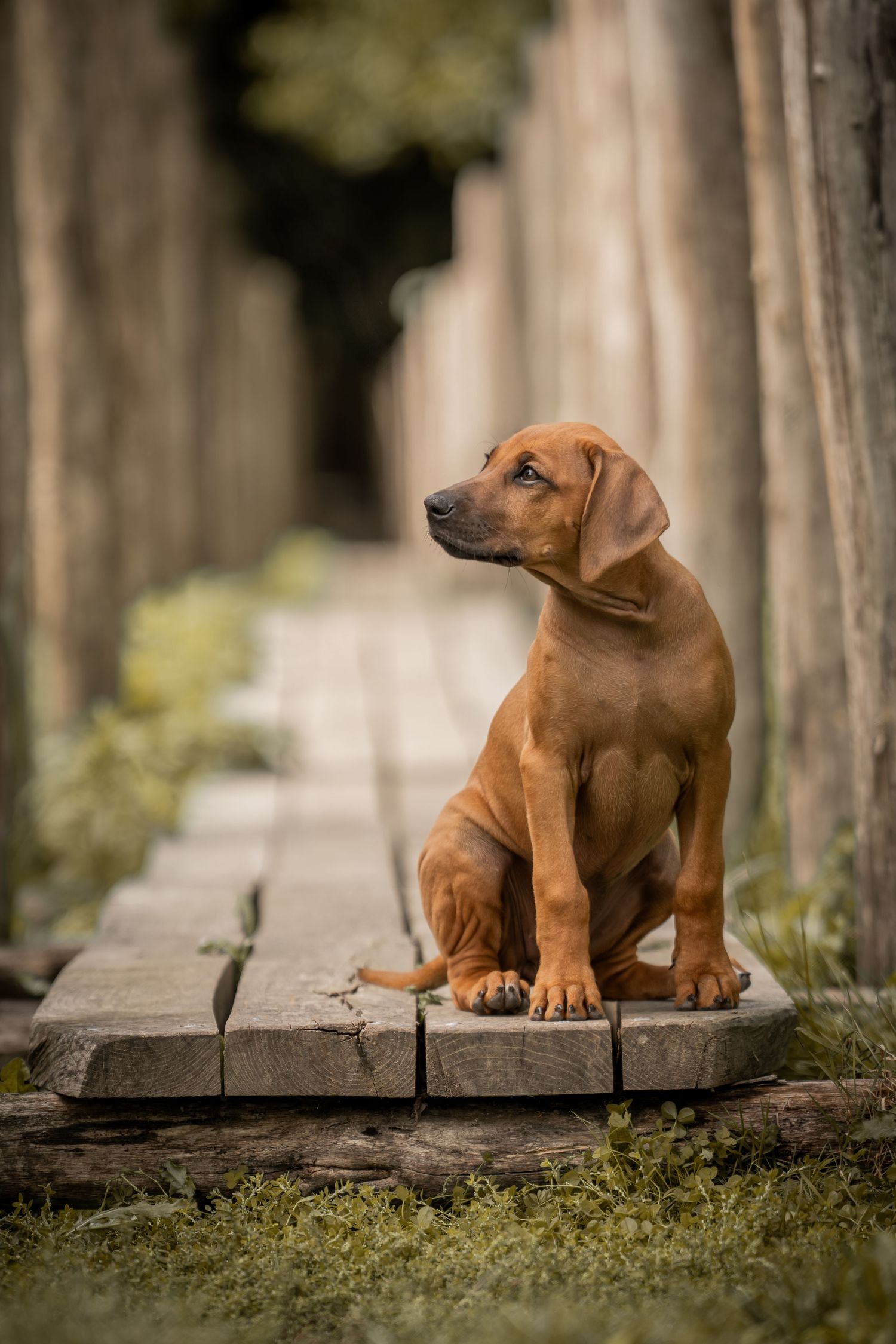 Four sequential photos of an adorable brown puppy sitting on a wooden boardwalk in a natural outdoor setting.