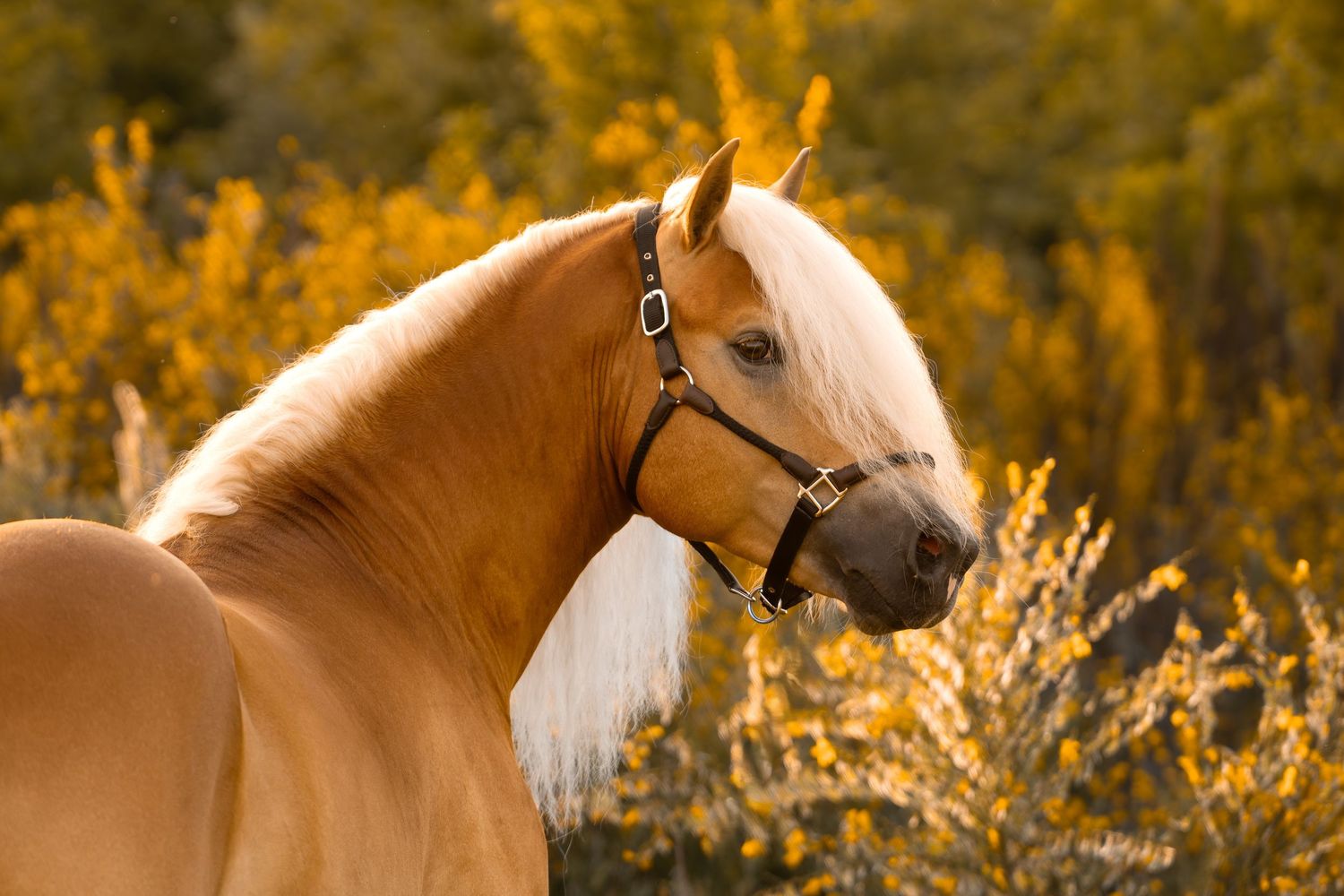 Horse with brown and white coat standing in golden autumn foliage at sunset.