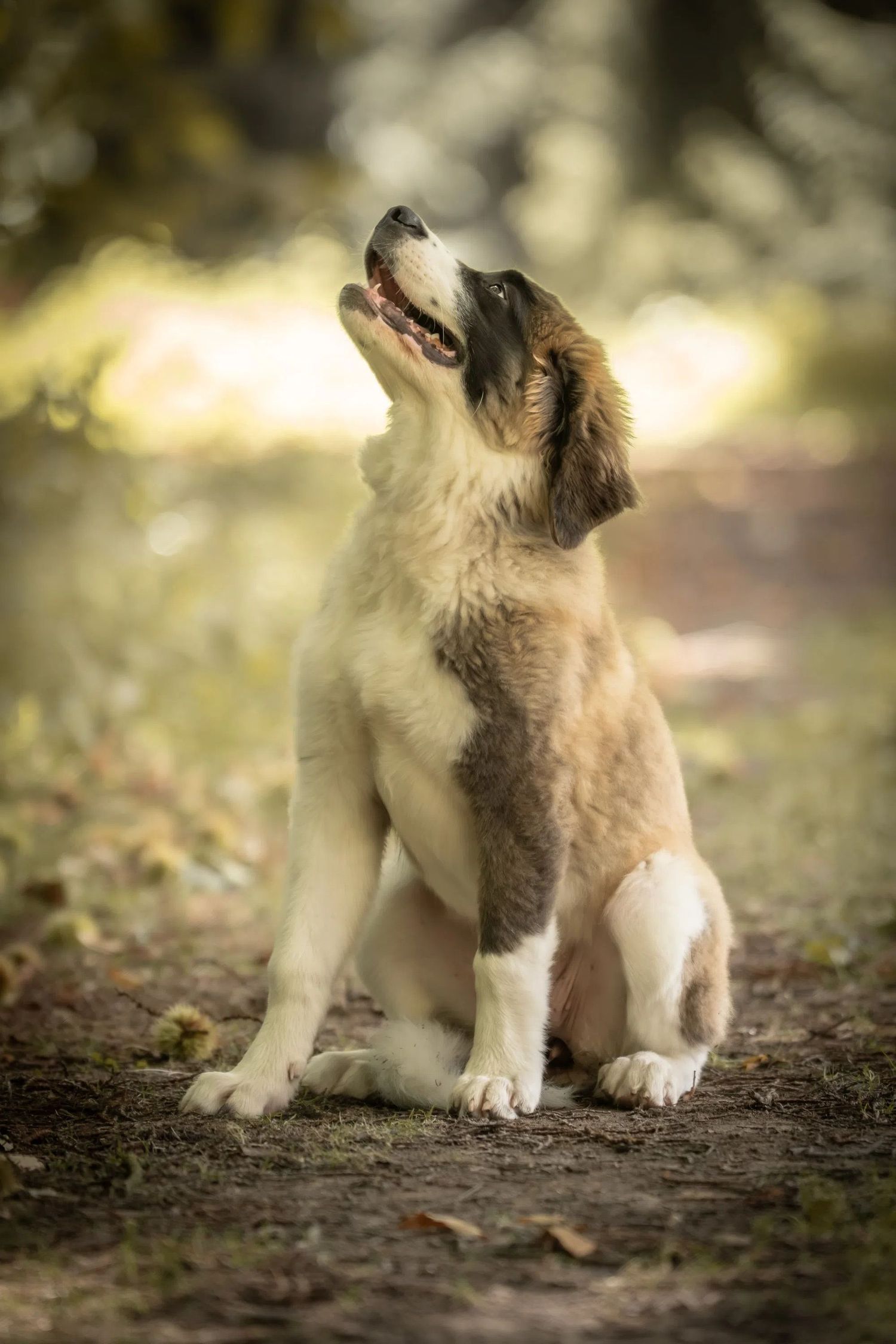 A series of photos showing a small fluffy puppy sitting and looking up in a natural outdoor setting with blurred background.