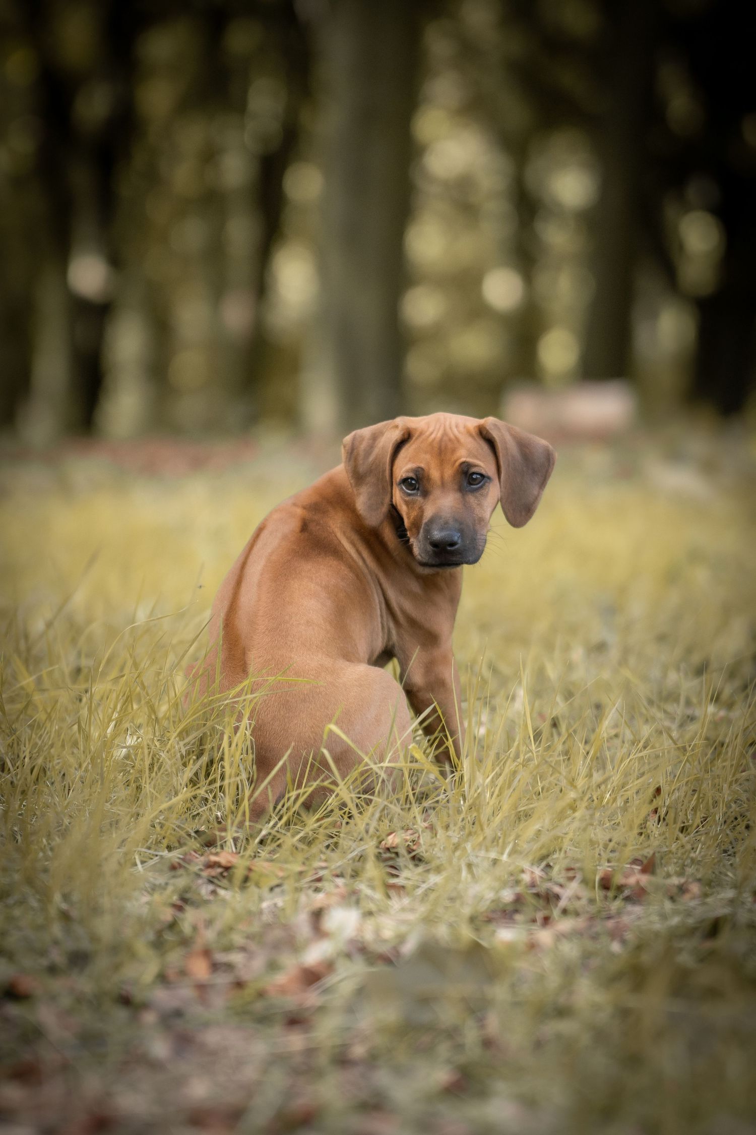 A brown Rhodesian Ridgeback puppy sits attentively in tall grass with a soft bokeh forest background.