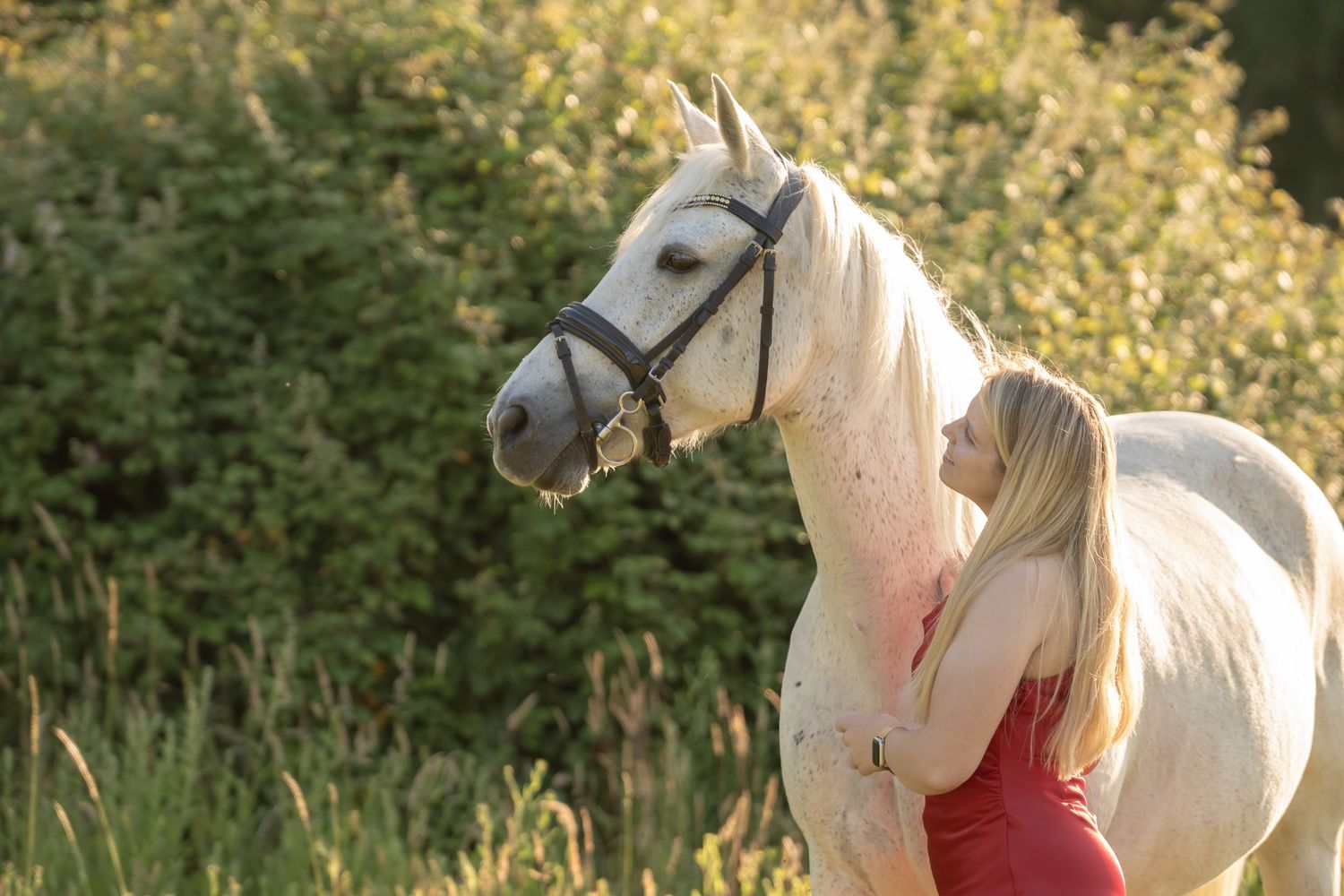 A white horse with bridle stands in golden sunlight beside someone wearing a red top in a natural outdoor setting.