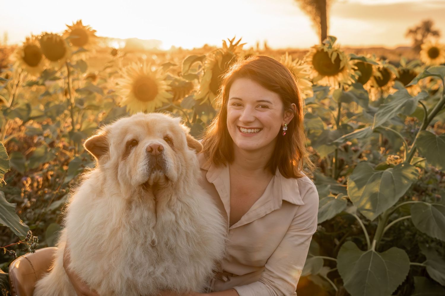 A fluffy Chow Chow dog sits with someone in a golden sunflower field at sunset.