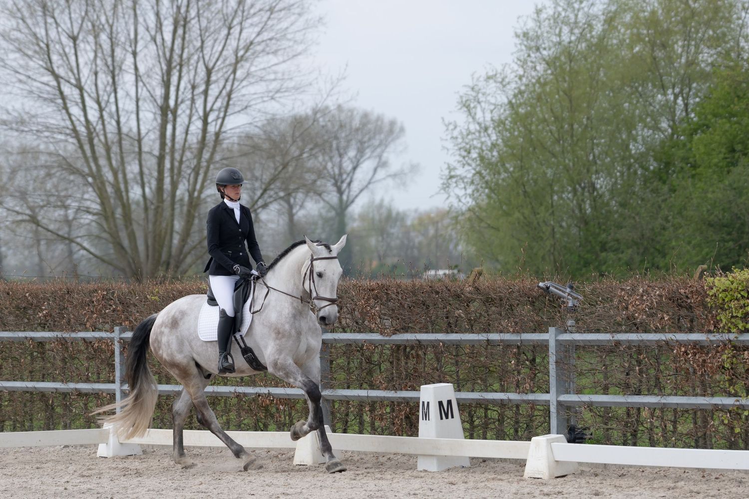 An equestrian performs dressage on a white horse in an outdoor arena with fencing and trees in the background.