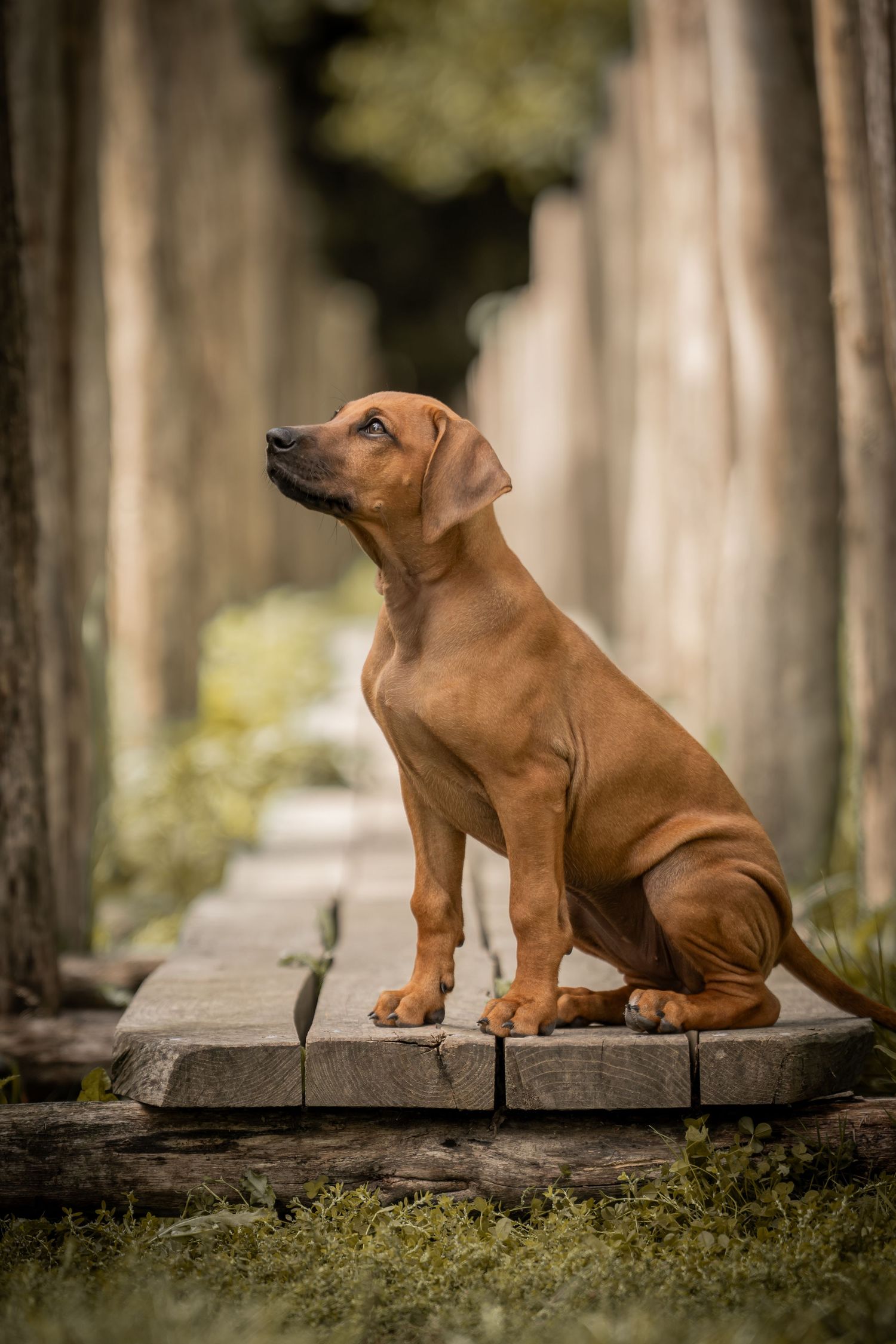 Small brown puppy sits attentively on stone steps in a wooded outdoor setting with blurred background.