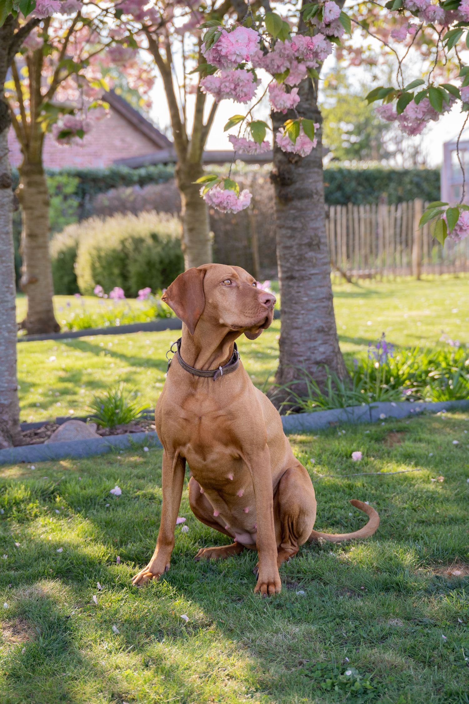 Vizsla dog sitting attentively on grass under blooming cherry trees.