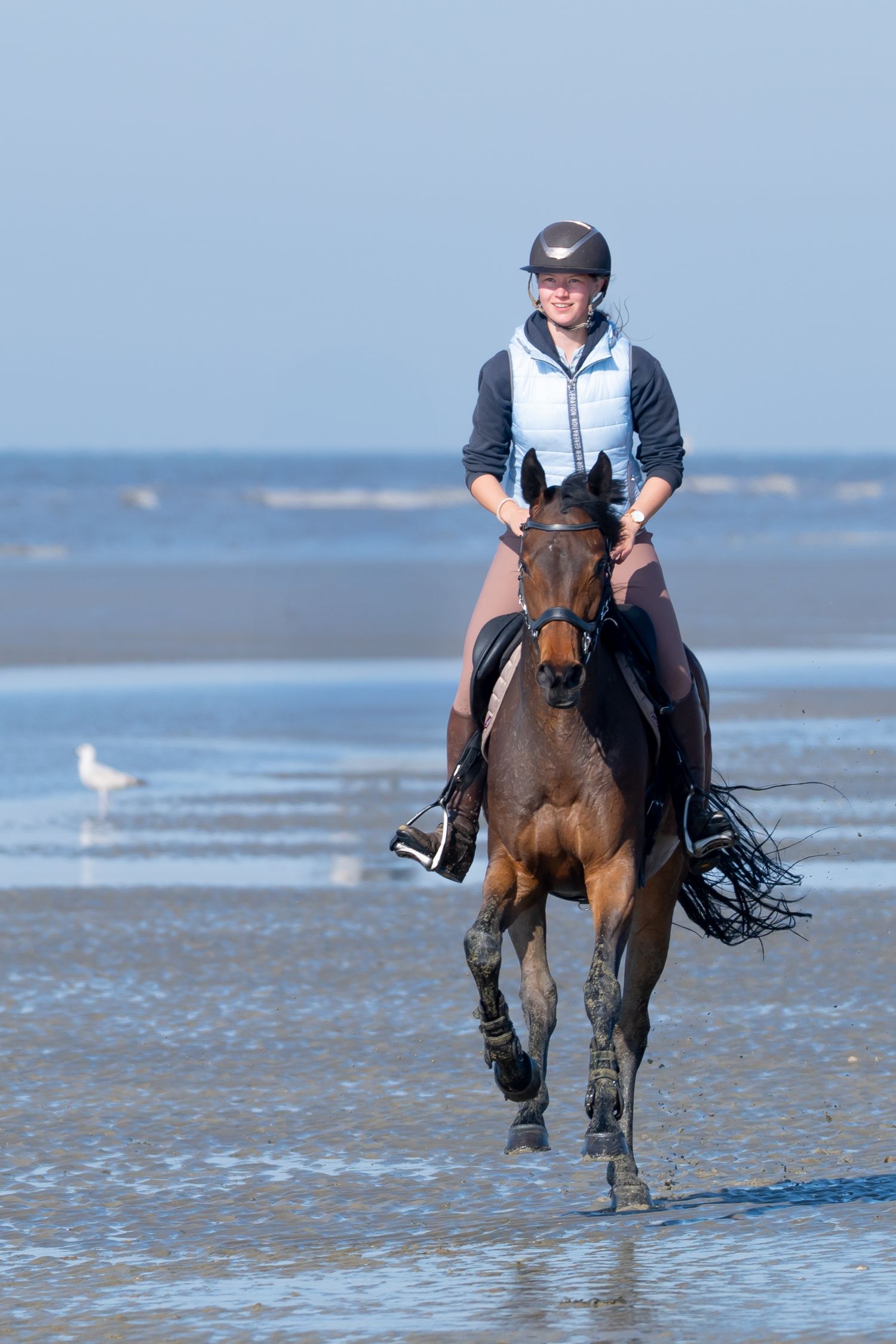 A rider gallops a brown horse along a sandy beach with ocean waves and seagulls in the background.