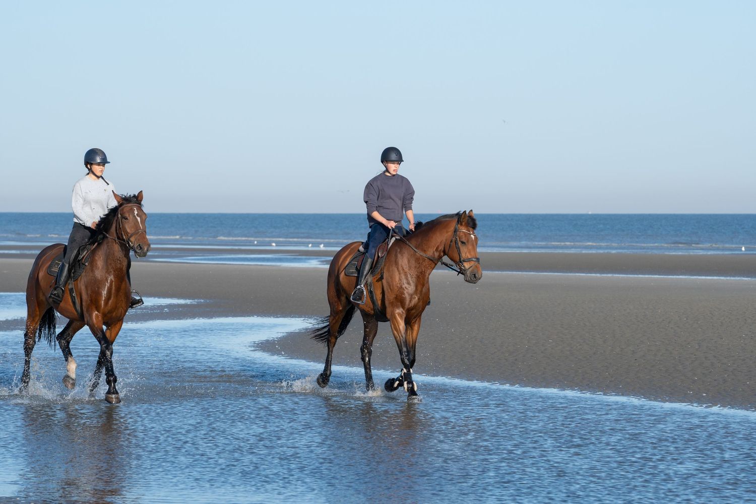 Horses and riders walking through calm beach waters on a sunny day.