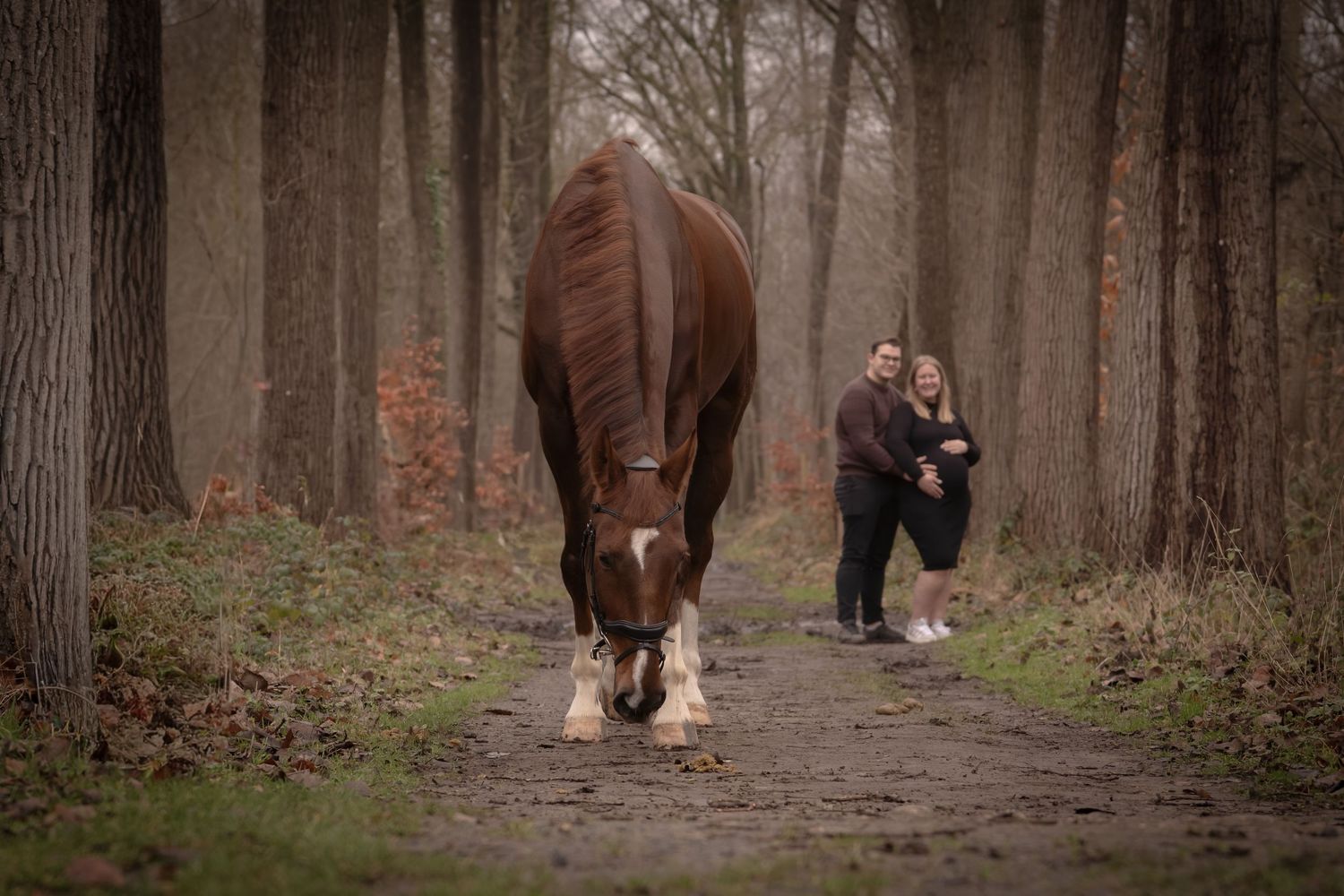 A person rides a brown horse through a misty forest trail lined with tall trees in autumn.