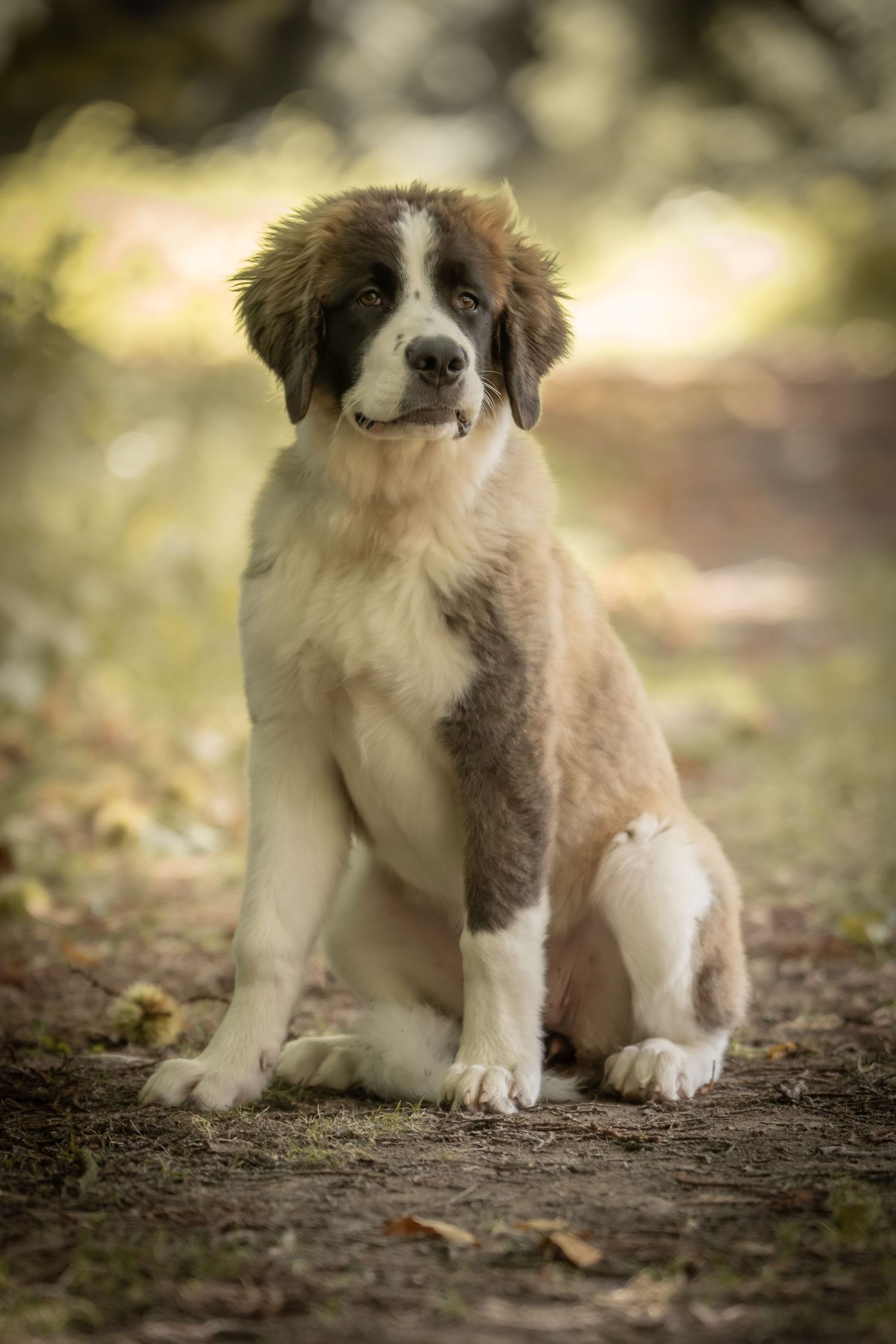 A brown and white puppy sits on a dirt path in a series of five sequential photos showing slight movement changes.