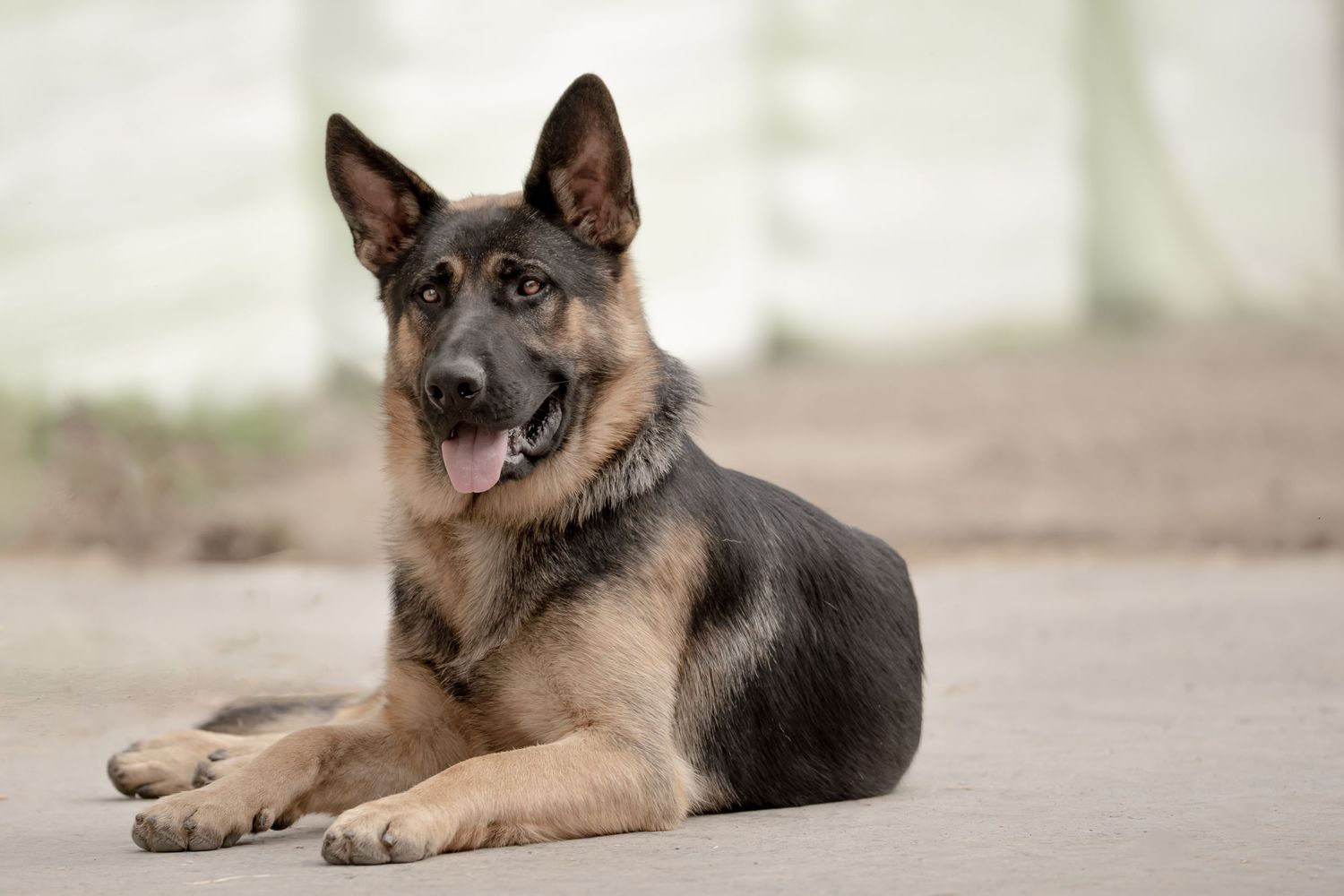 A German Shepherd dog lies on the ground with alert ears and a watchful expression.