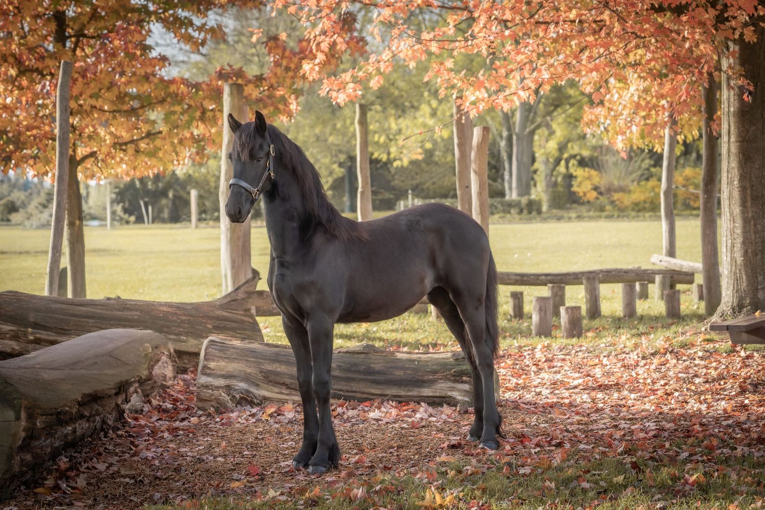 A horse and rider walk through a scenic autumn forest path covered in fallen orange and red leaves.