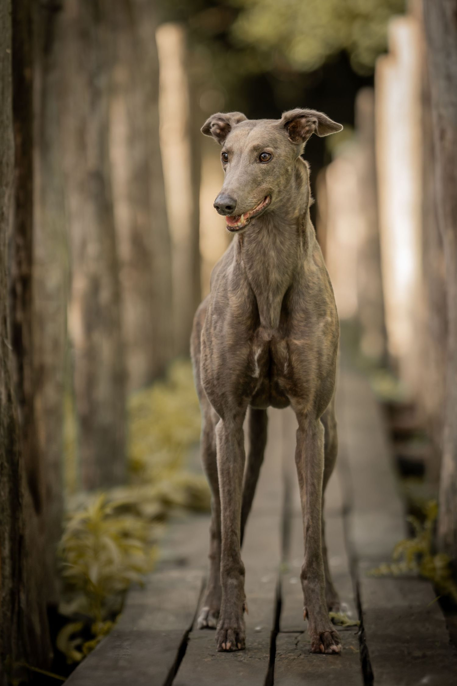 A series of four photos showing a grey dog walking through a misty forest path with trees in the background.