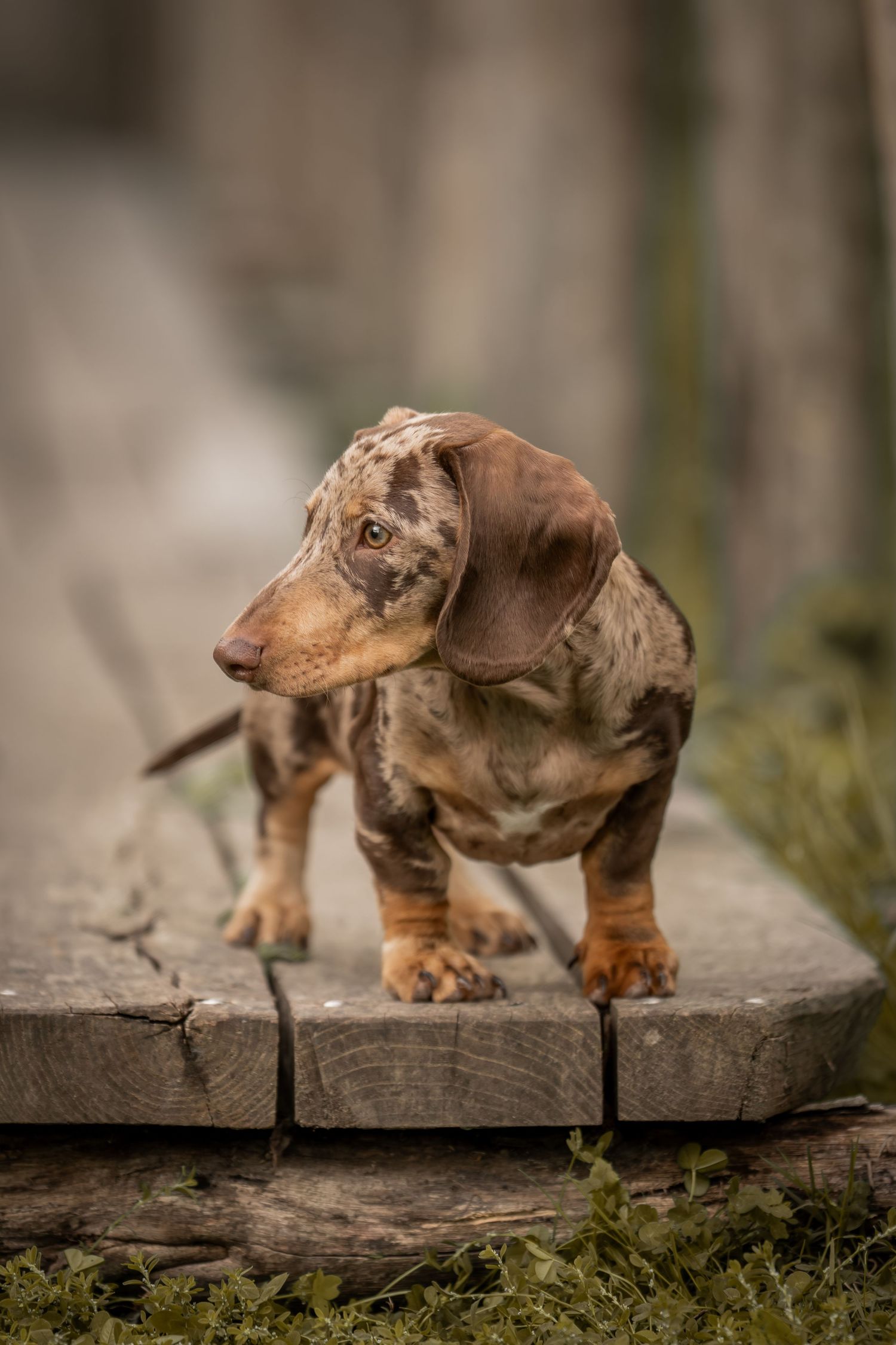 Sequence of photos showing a brown dachshund puppy walking across wooden planks in a garden setting.