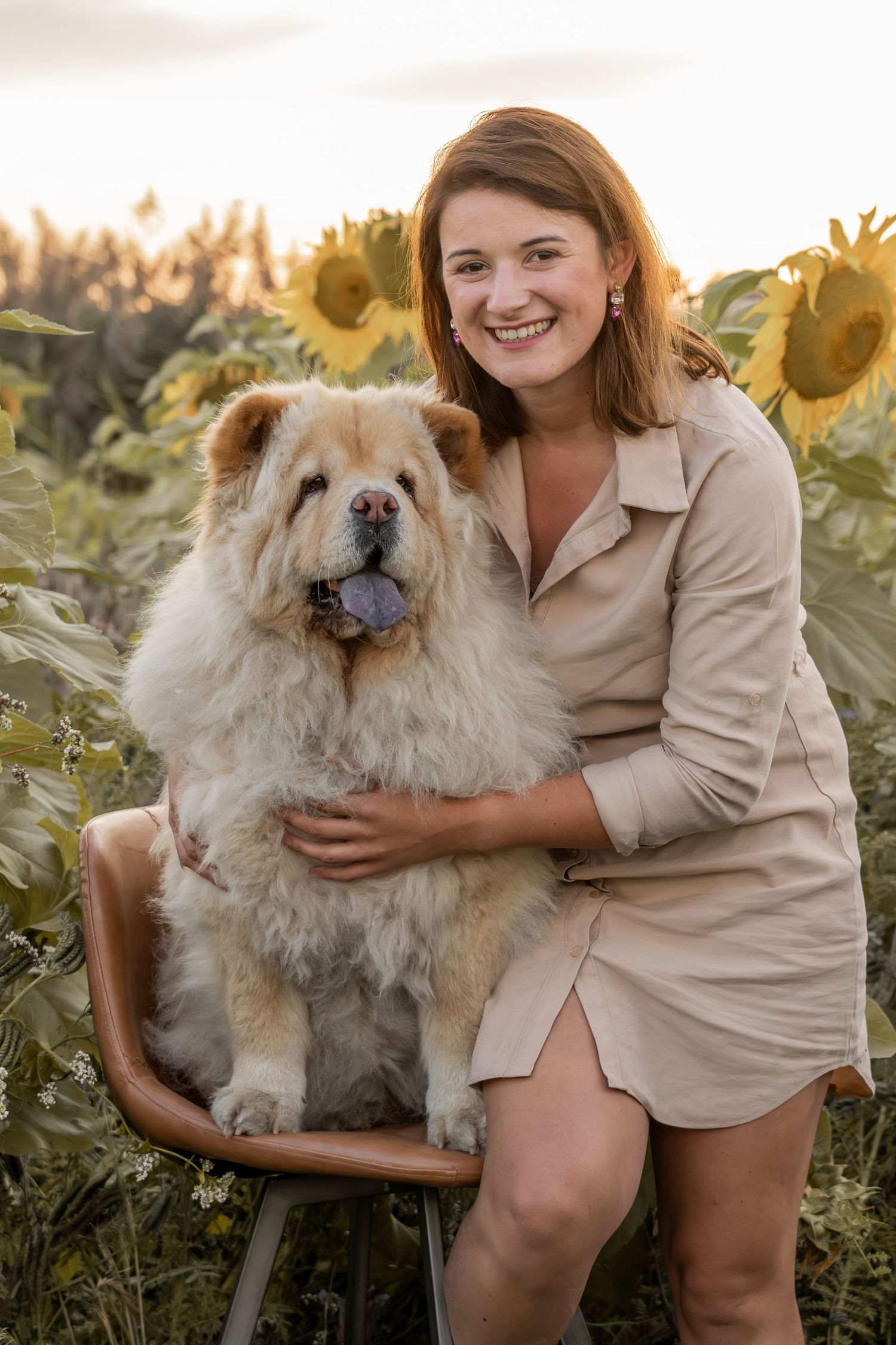 A fluffy Chow Chow dog sits with its owner in a sunflower field during golden hour.