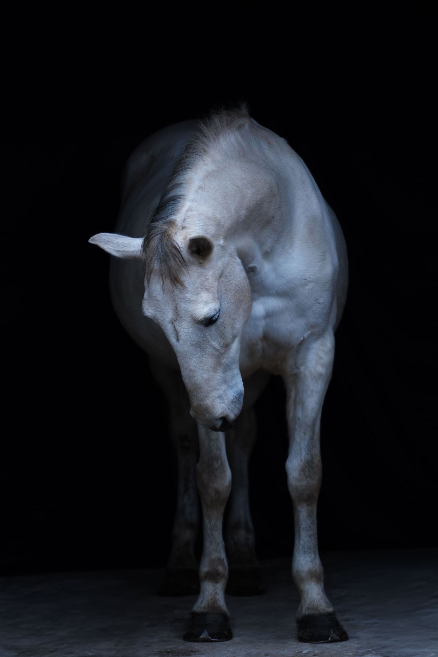A white horse standing in dramatic lighting against a black background, showcasing its elegant form and posture.