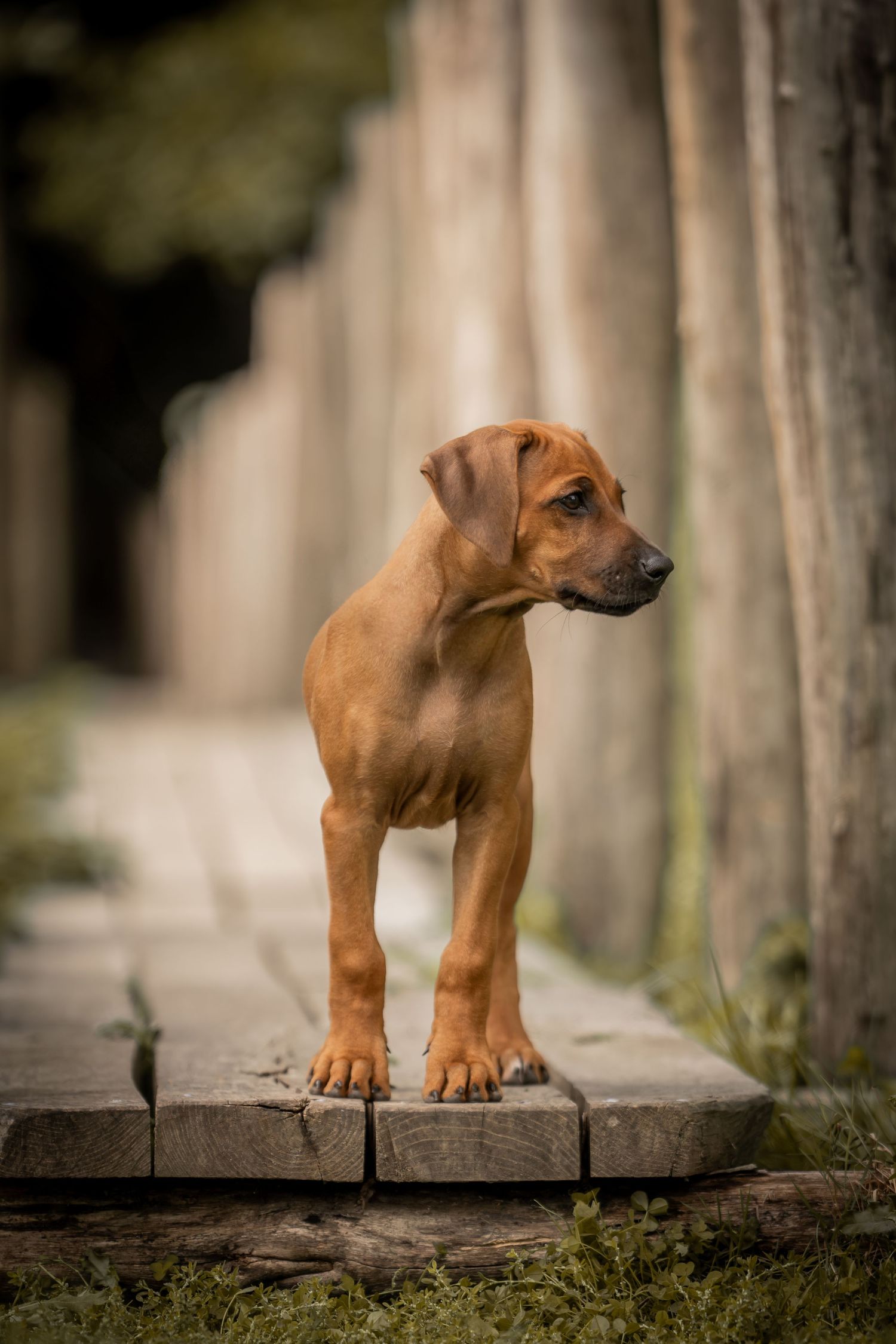 A reddish-brown Rhodesian Ridgeback puppy stands on a wooden plank in a wooded setting, looking off to the side.
