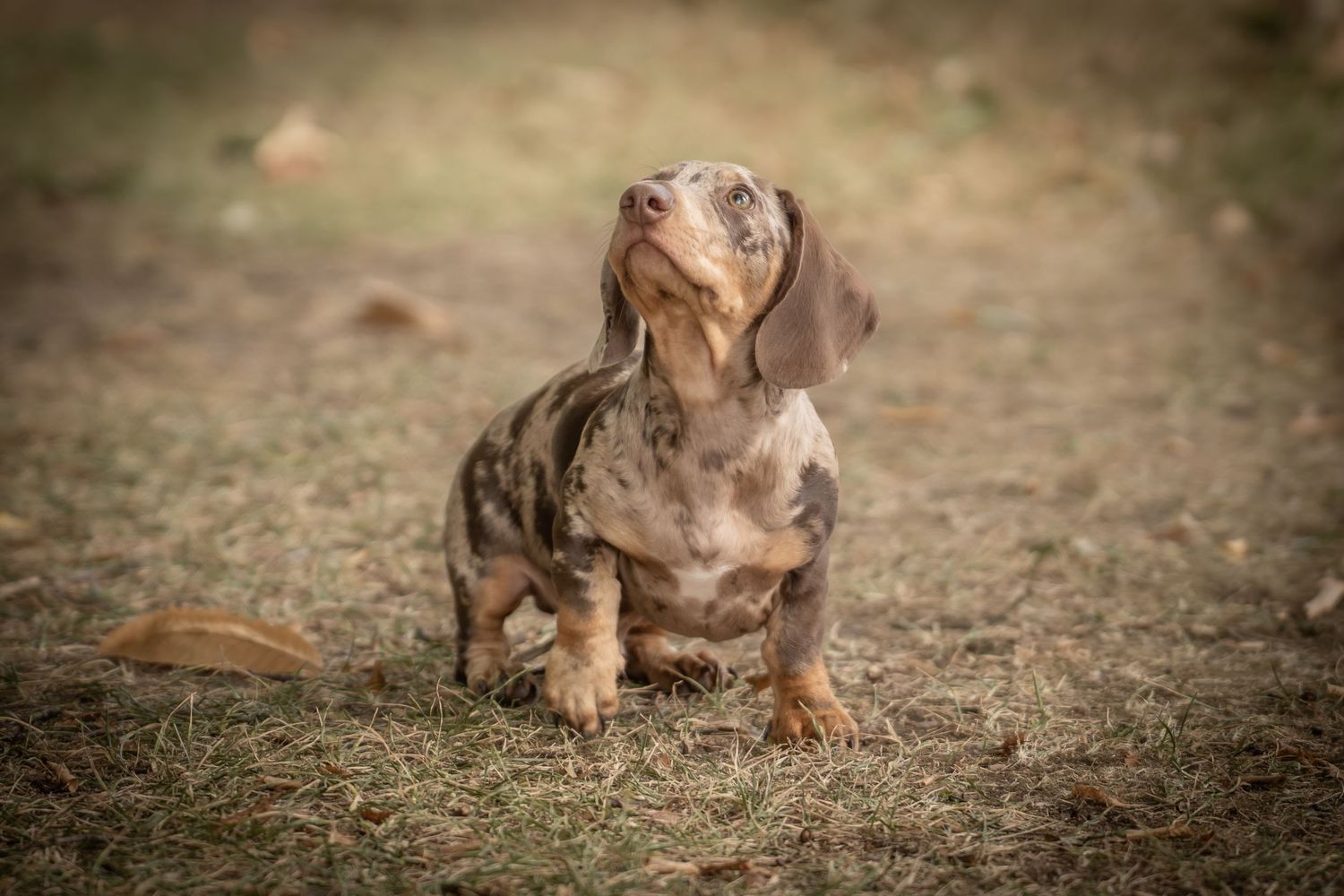 A brown pit bull puppy sits in a series of sequential photos showing different poses on dirt ground.