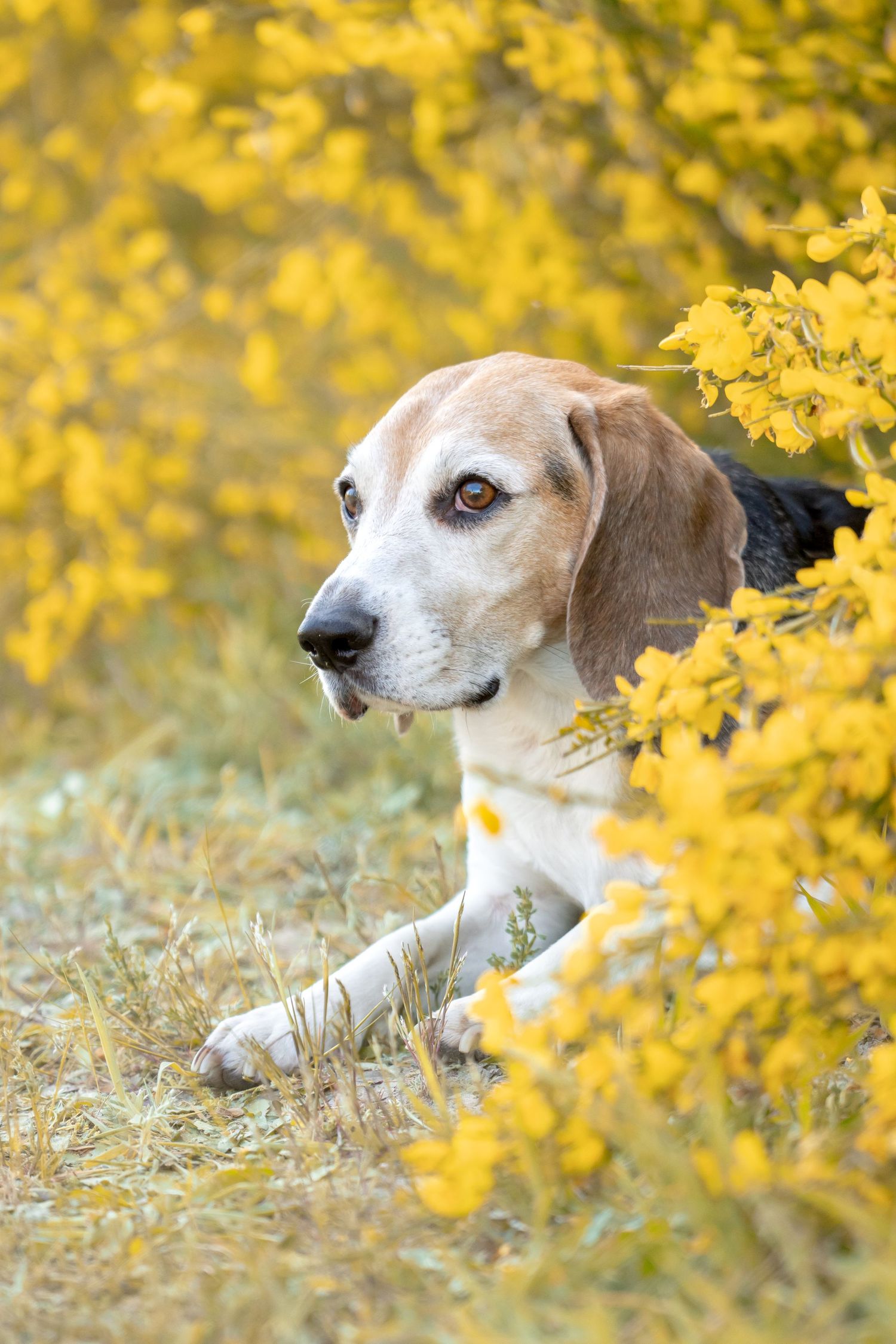 Beagle dog portrait surrounded by golden yellow autumn leaves.