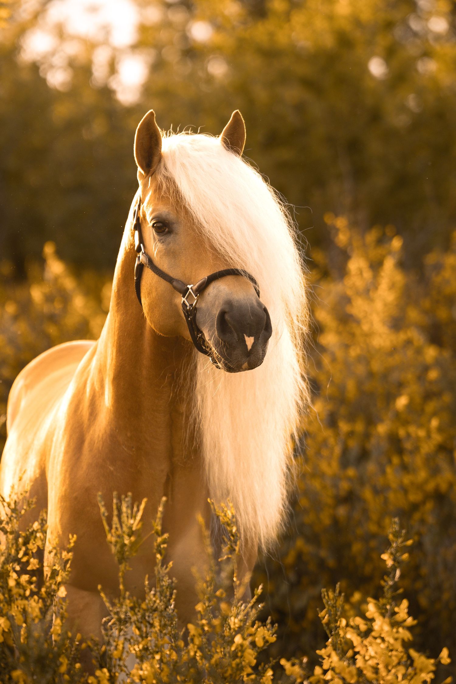 Haflinger horse with striking blonde mane stands amid glowing yellow wildflowers at sunset.