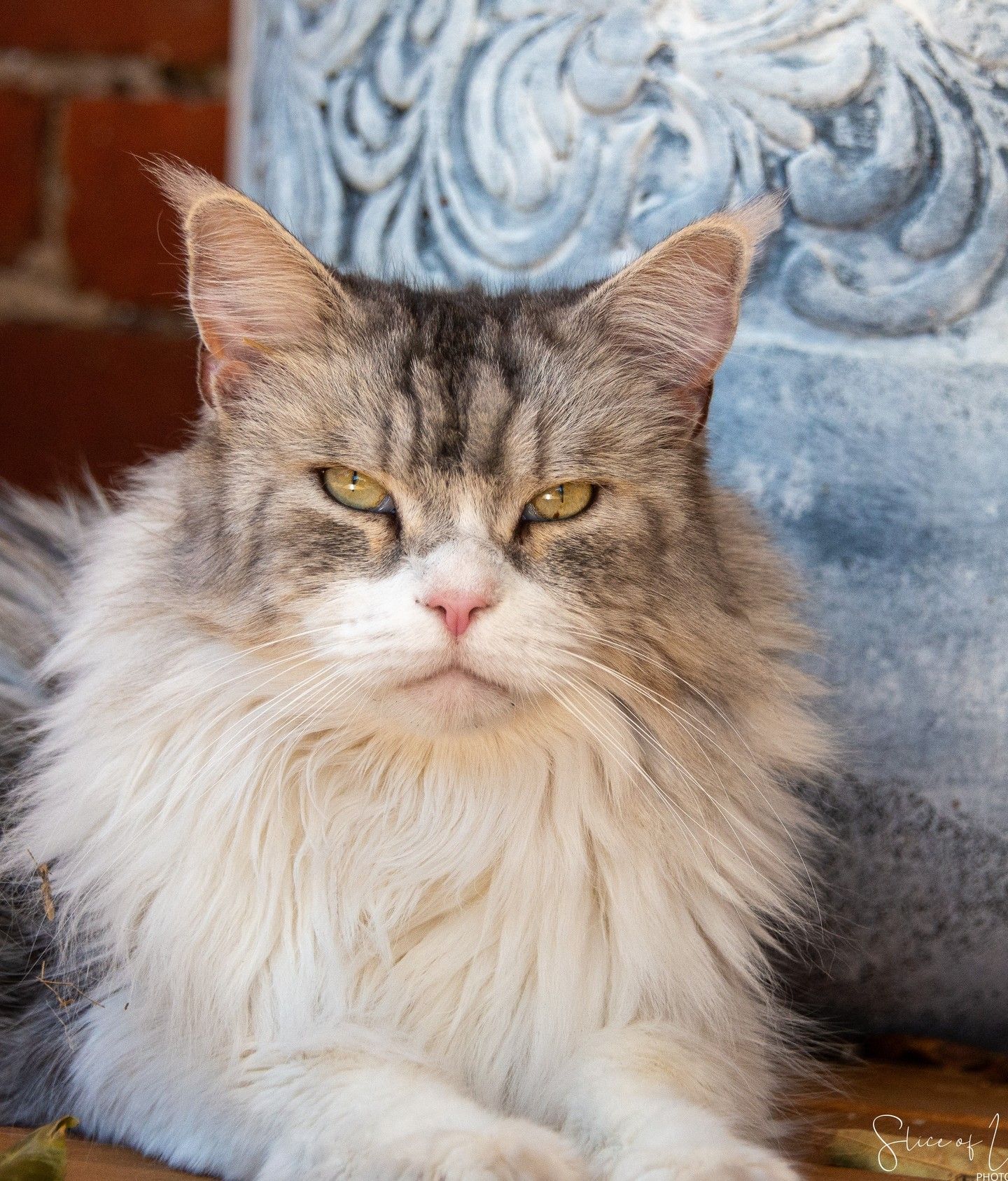 A majestic long-haired grey cat with piercing yellow eyes gazes regally at the camera.