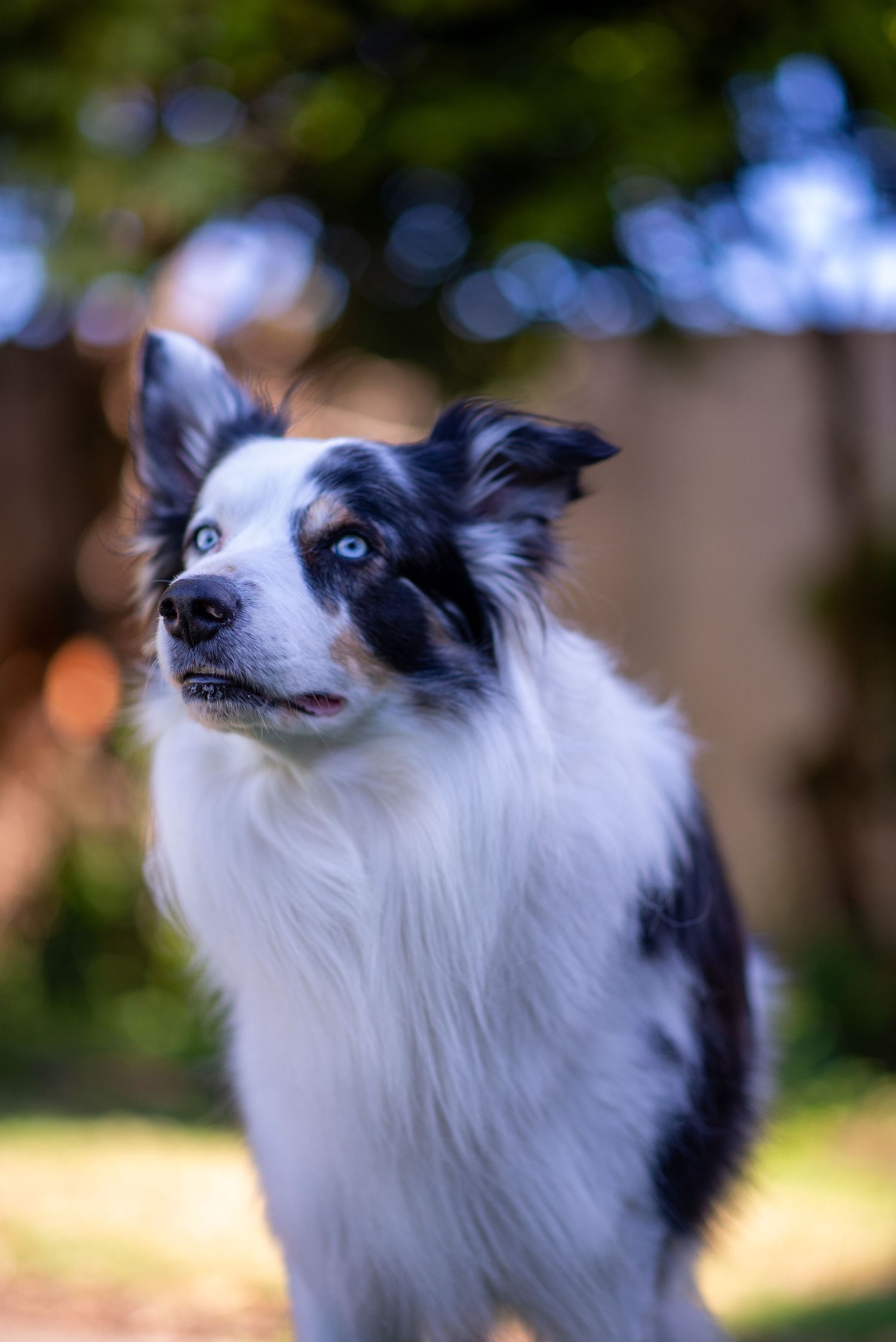 An alert black and white Border Collie with bright blue eyes looks off into the distance.
