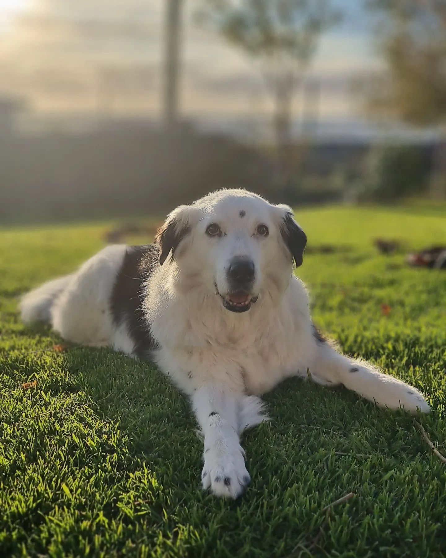 Happy Border Collie mix dog lounging on green grass in evening sunlight.