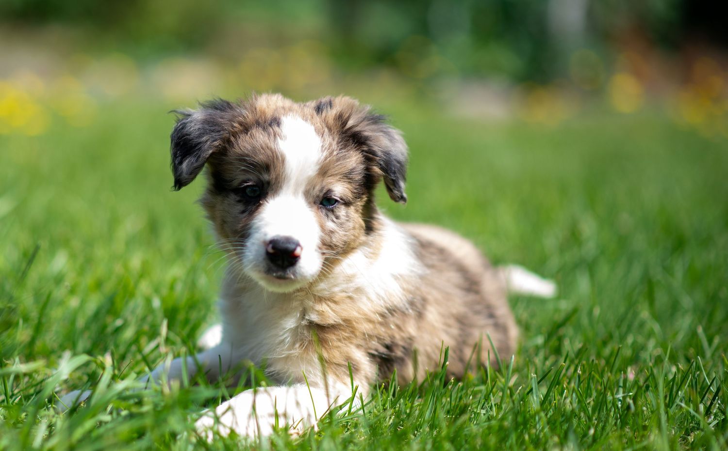 An adorable Border Collie puppy rests in lush green grass.