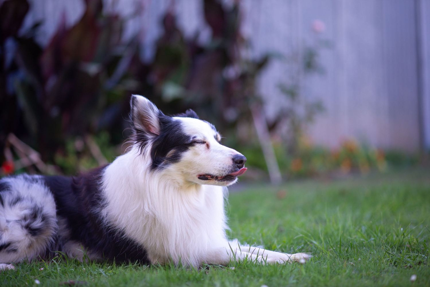A black and white Border Collie lying in grass looks up with a gentle expression.
