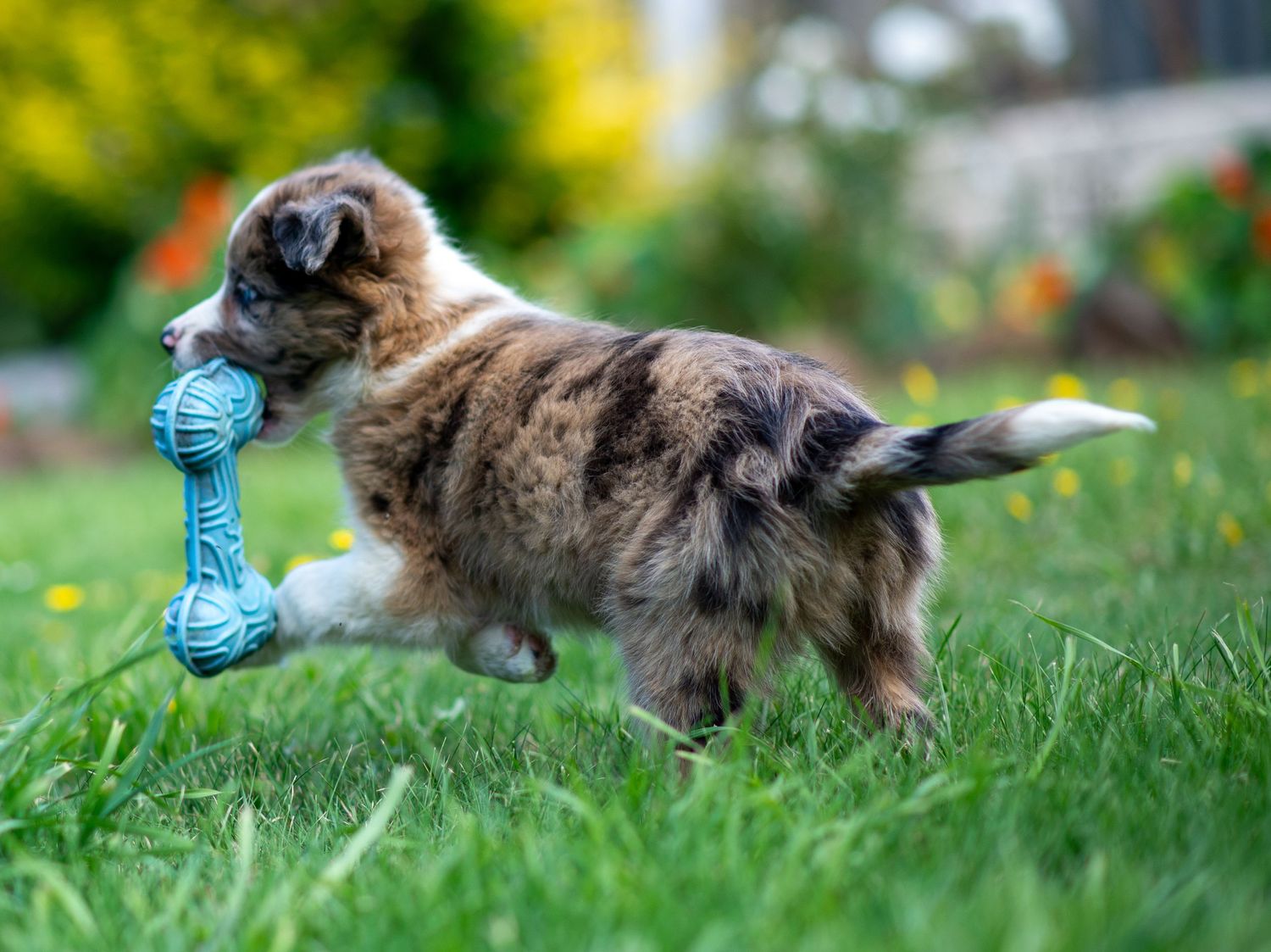 A playful Border Collie puppy carries a blue chew toy while playing in the garden.