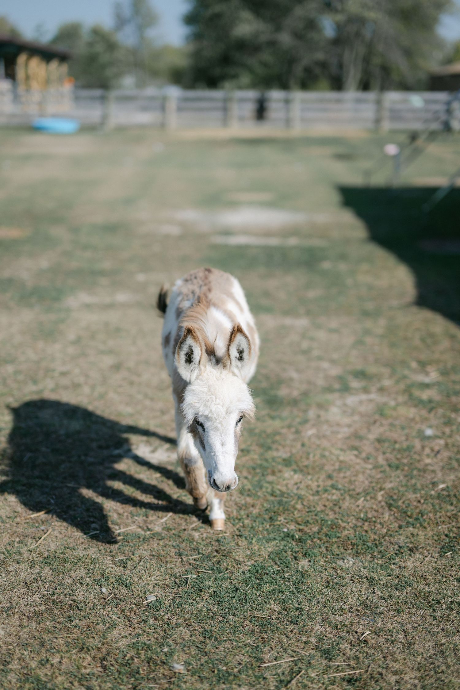 A small white and brown miniature donkey walking toward the camera in a sunny green pasture. - Youngblood Vineyard Wedding