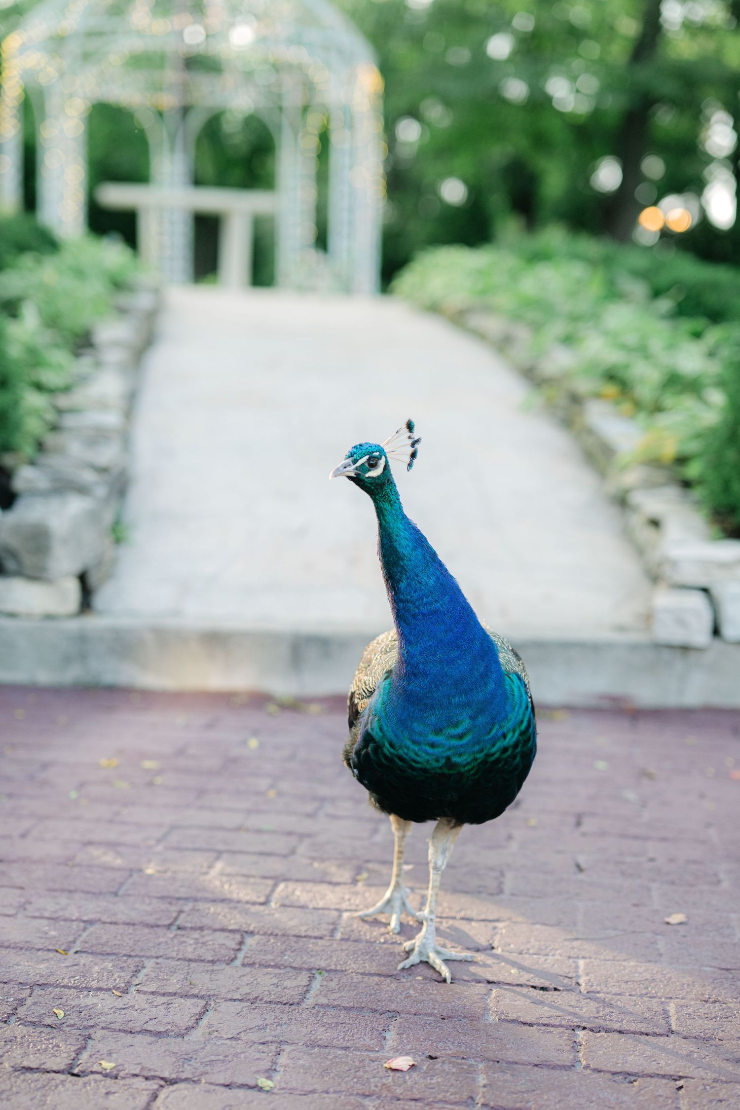 A bright blue peacock walks across a brick pathway in a garden setting. - Meyer's Castle Events