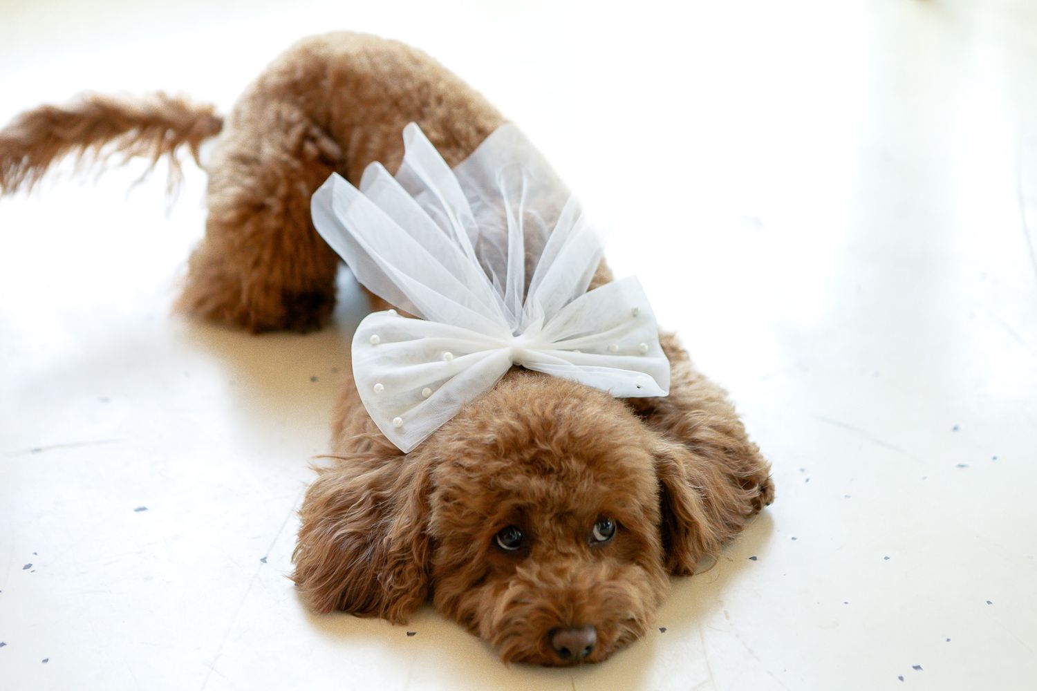Brown fluffy dog wearing white bow accessory on light background.
