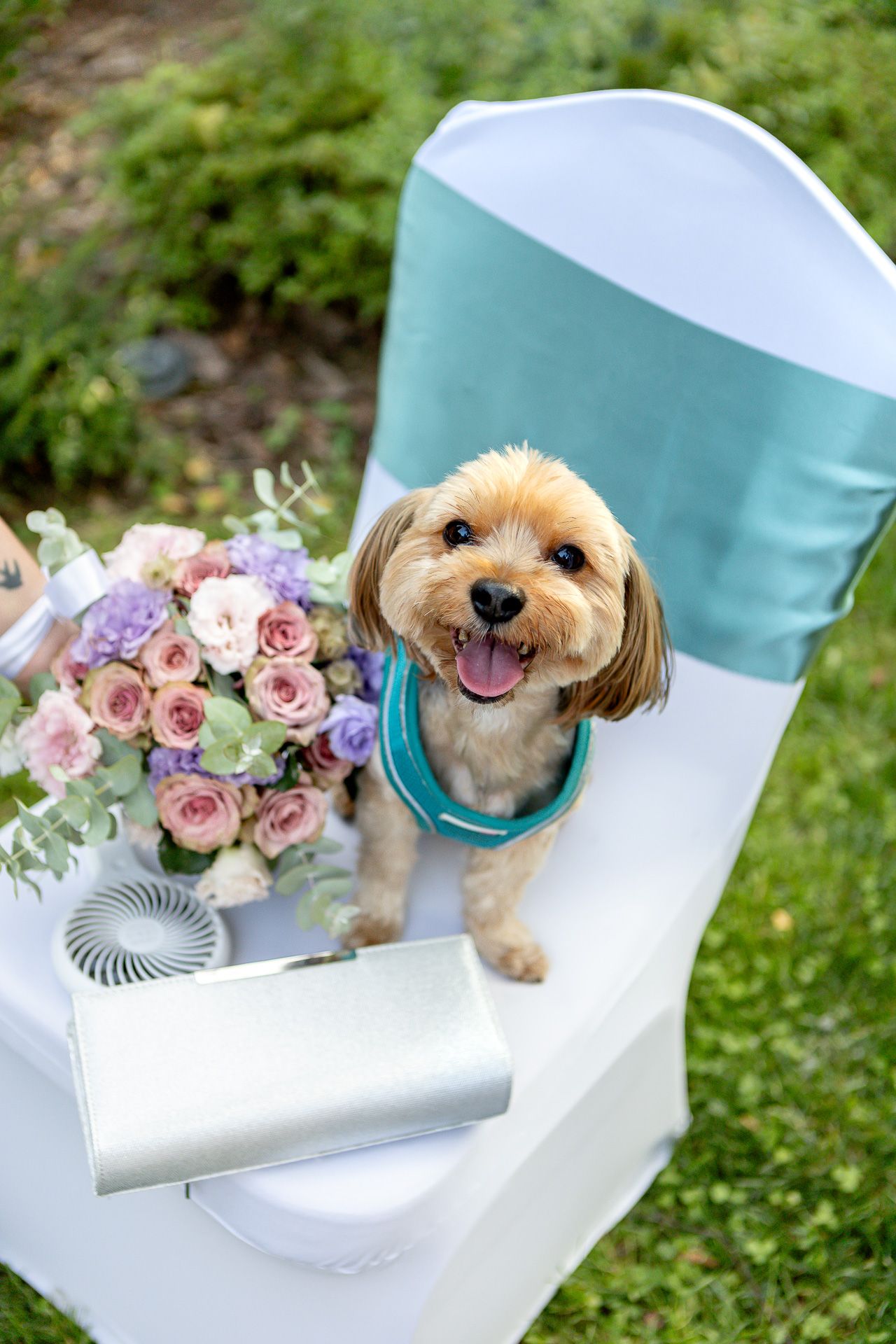 Small brown dog sitting on white chair with pink roses in outdoor garden setting.
