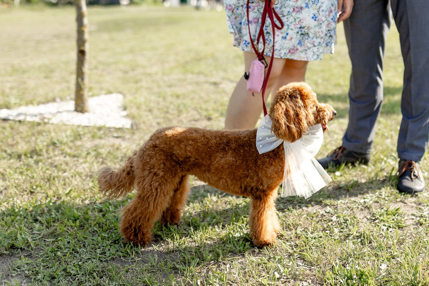 Brown dog walks through grassy outdoor wedding venue.