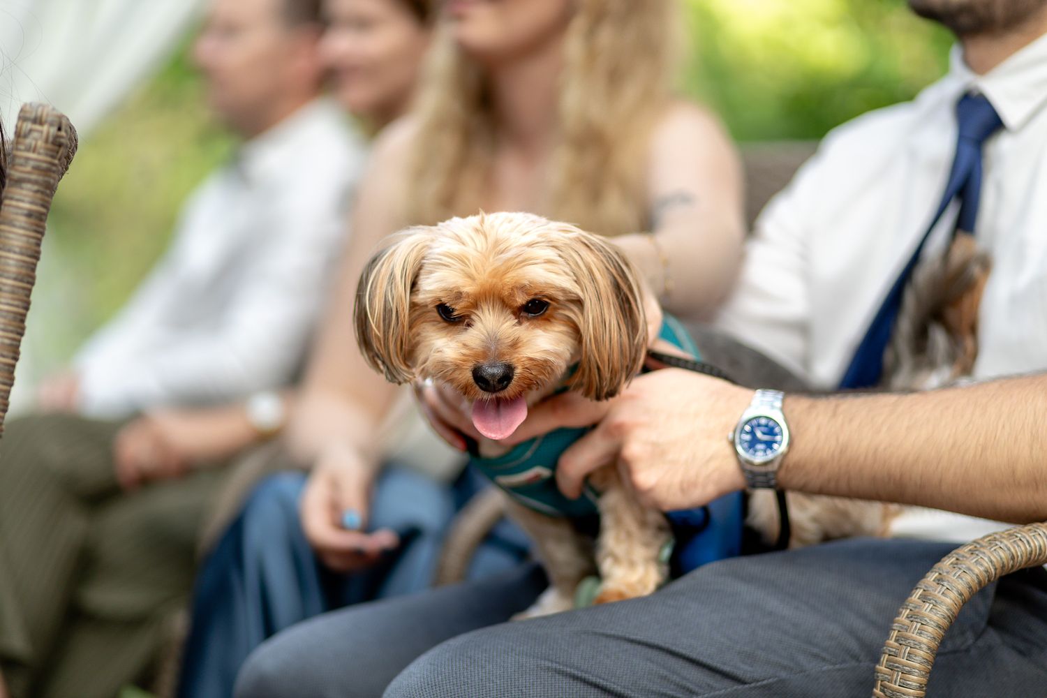 A small brown Cavapoo puppy sits attentively outdoors during a sunny day.