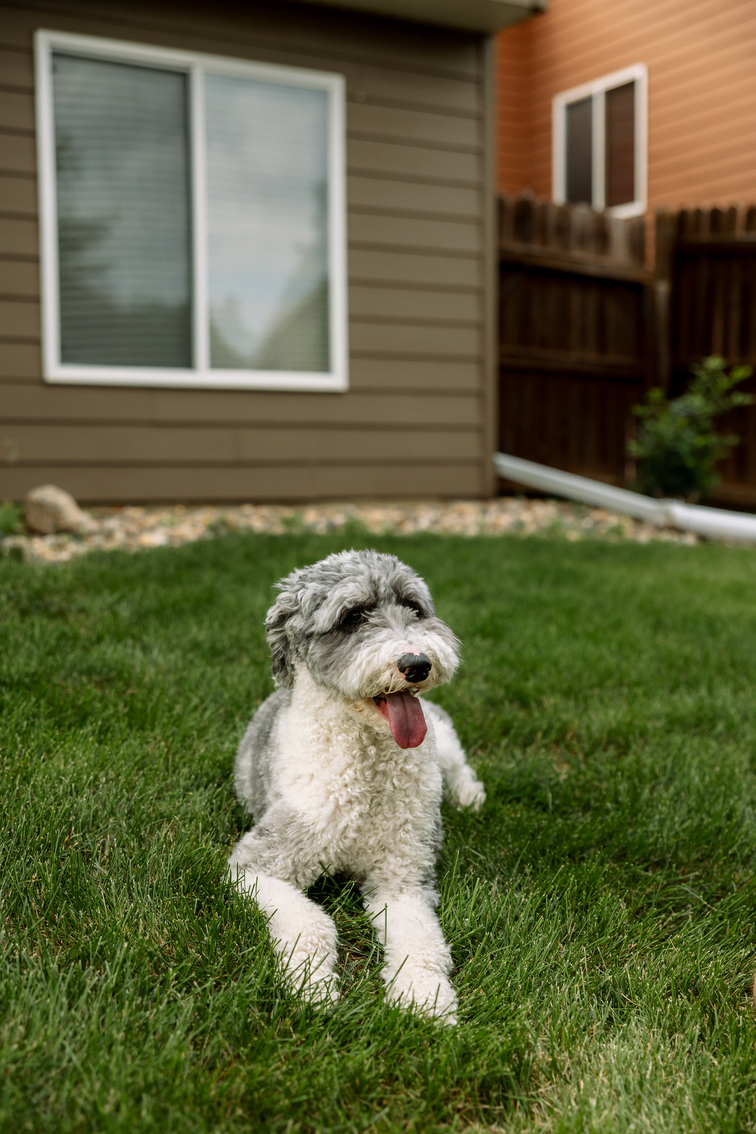Fluffy gray and white dog lying on green grass in a backyard with tongue out on a cloudy day.