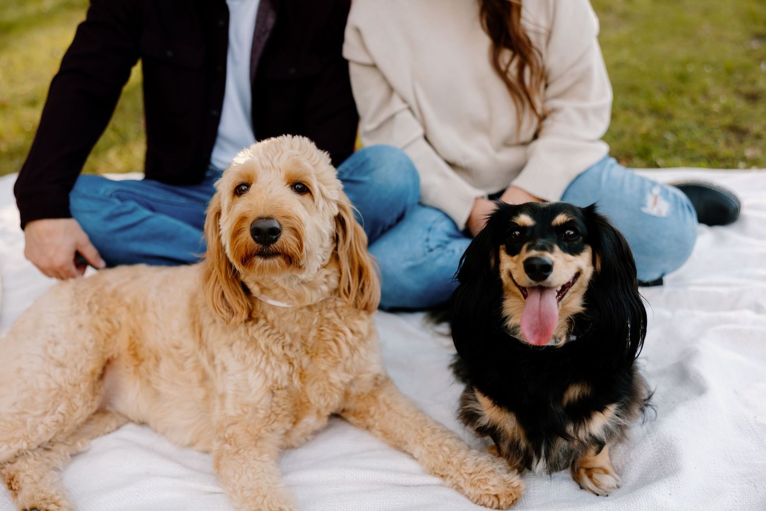 Two dogs, a golden doodle and a black dachshund, sit with their owners on a white blanket outdoors.